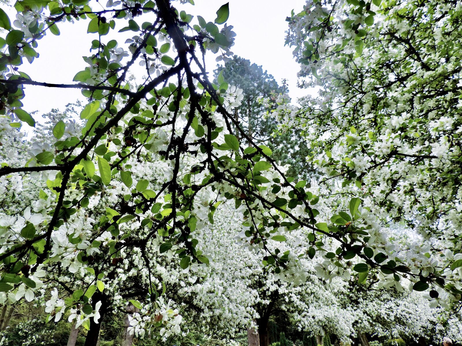Nikon Coolpix P520 sample photo. Flourishing tree, apple blossoms photography