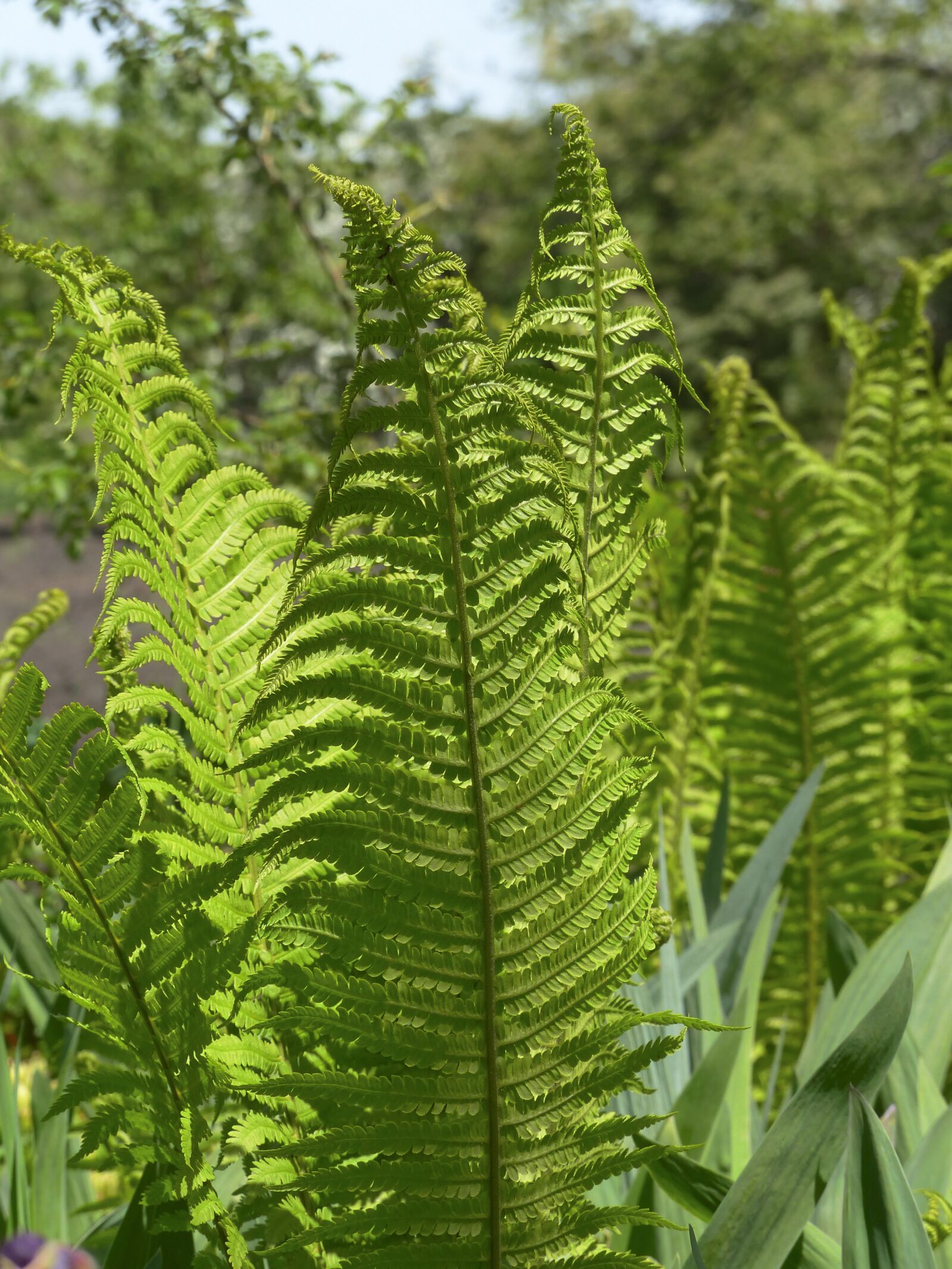 Panasonic Lumix DMC-FZ200 sample photo. Fern, plant, green photography
