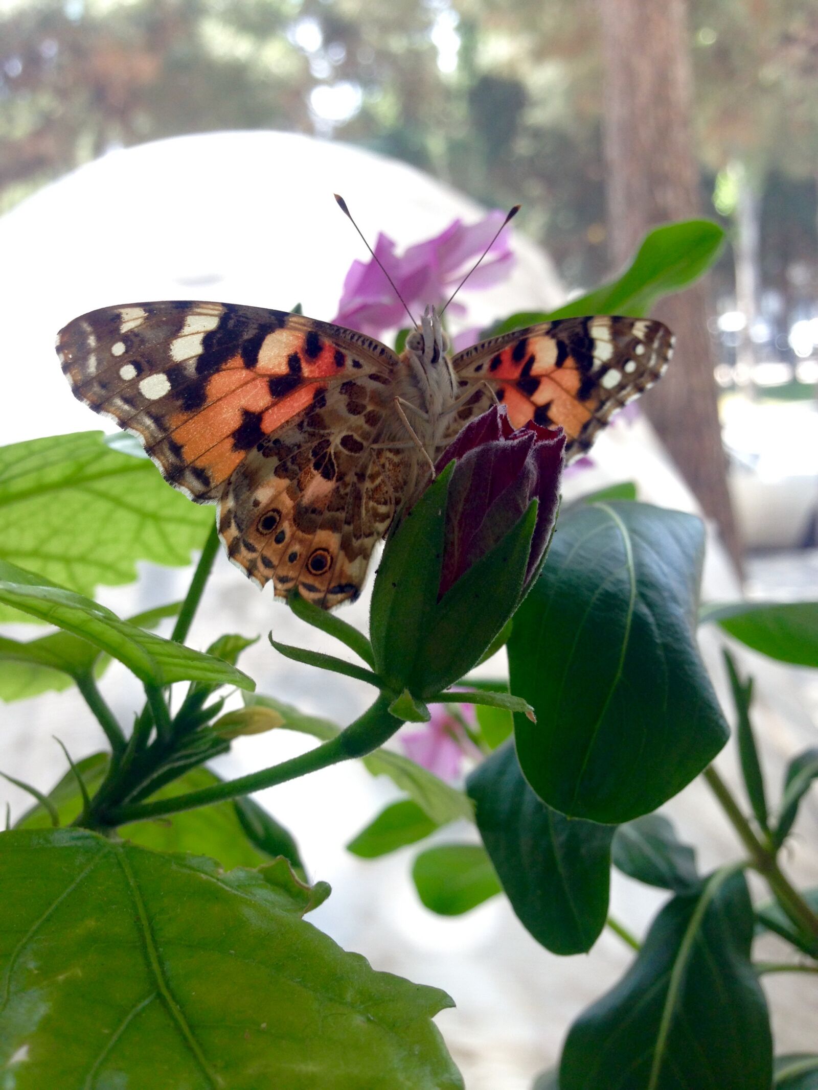 Apple iPhone 5 sample photo. Butterfly photography