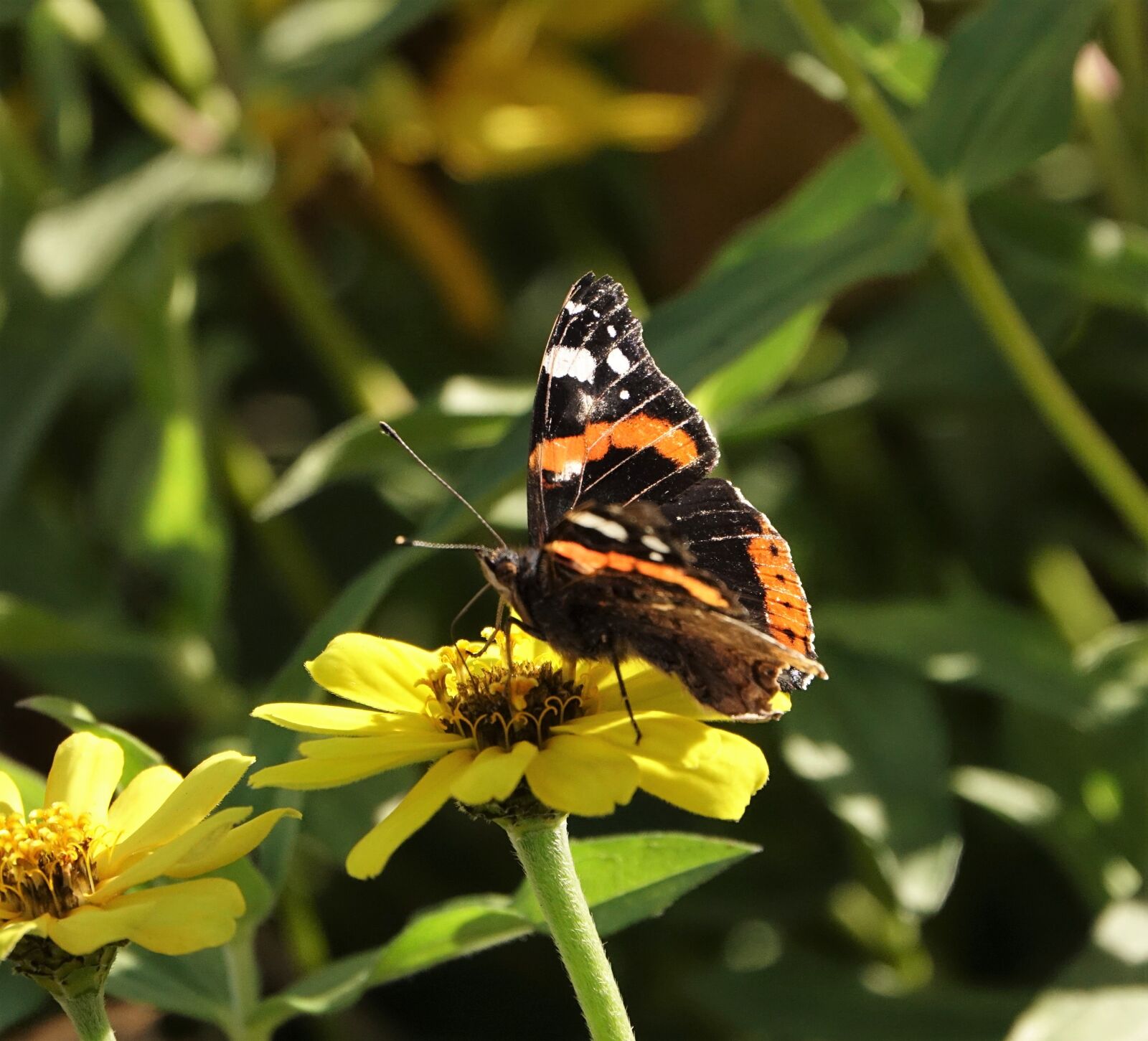 Sony Cyber-shot DSC-RX10 III sample photo. Butterfly flower, admiral, autumn photography