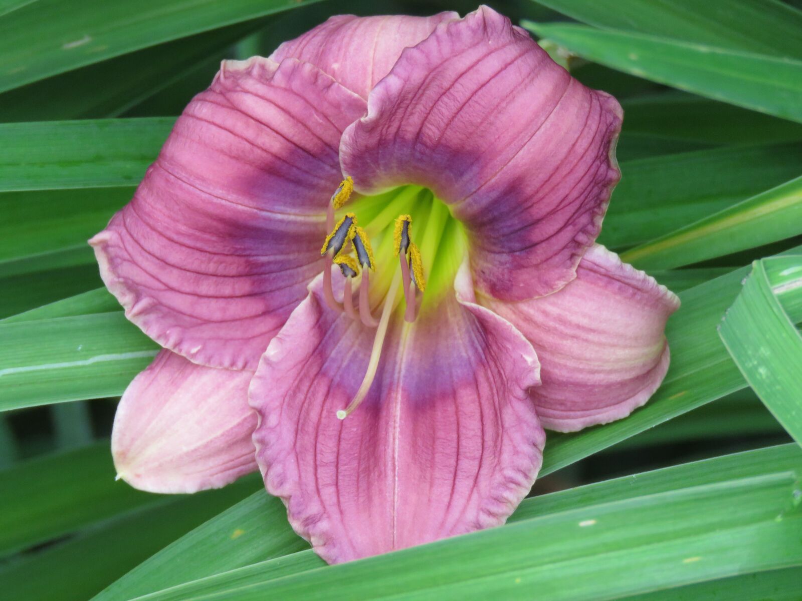 Canon PowerShot SX60 HS sample photo. Pink, day lily, bloom photography