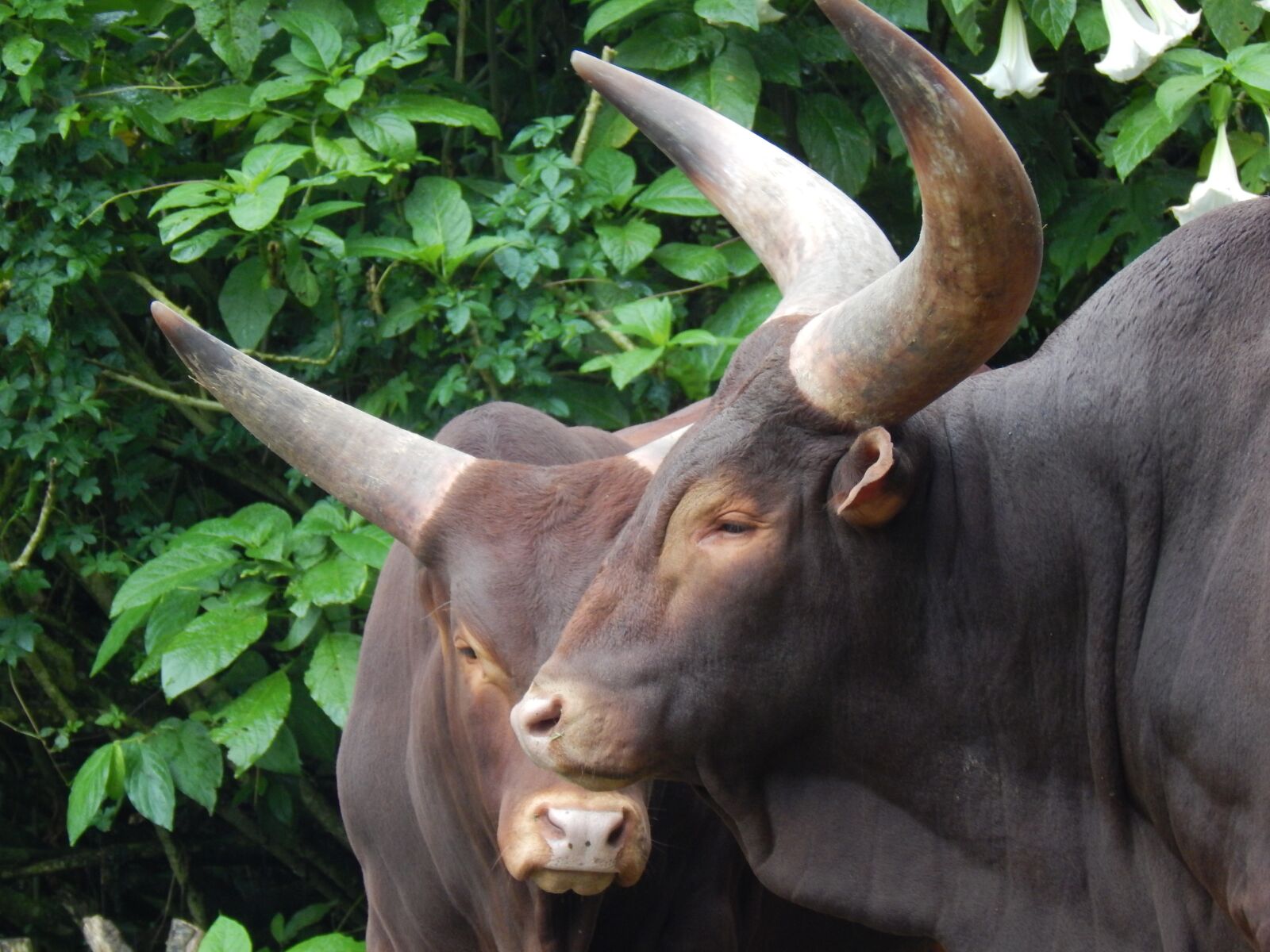 Nikon Coolpix L830 sample photo. Animal, zoo, buffalo photography
