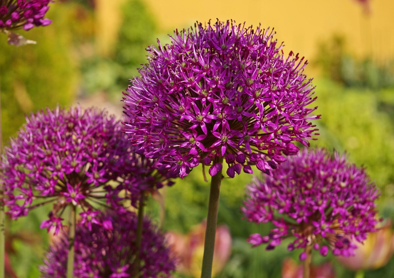 Pentax *ist DL2 sample photo. Ornamental onion, leek, blossom photography