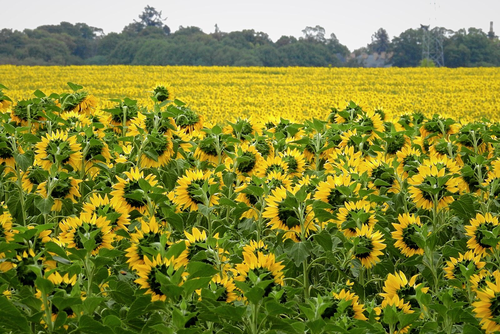 Nikon Coolpix P900 sample photo. Field, sunflowers, flowers photography
