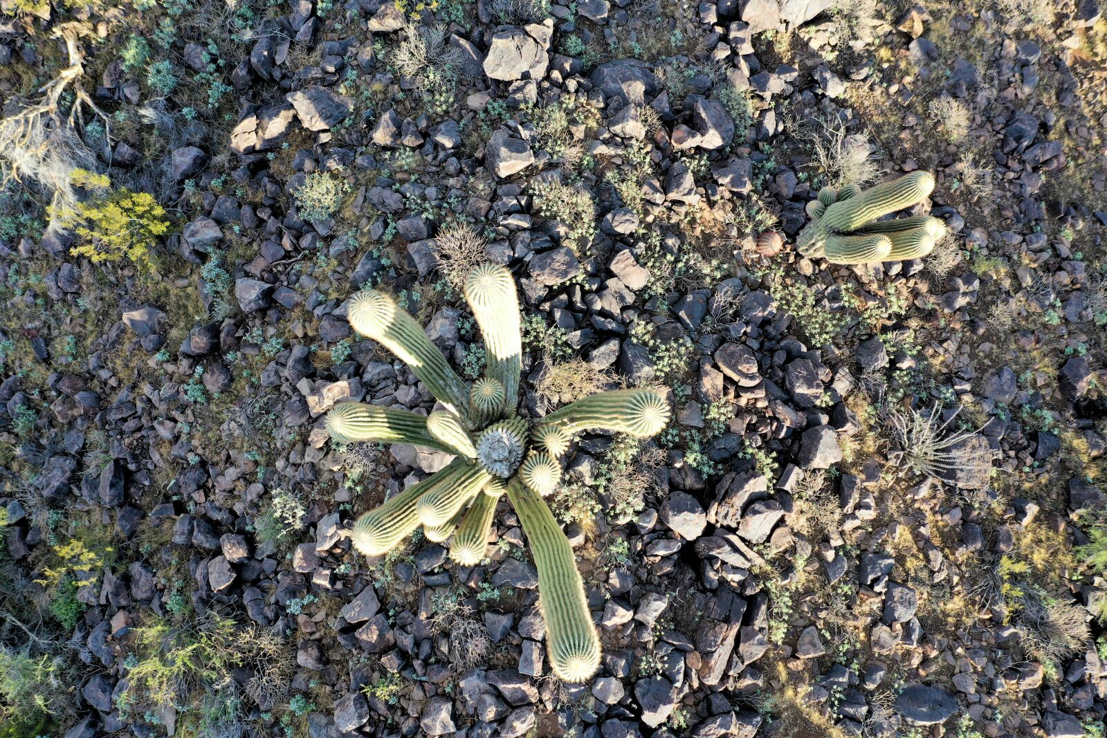 Hasselblad L1D-20c sample photo. Cactus, drone, arizona photography