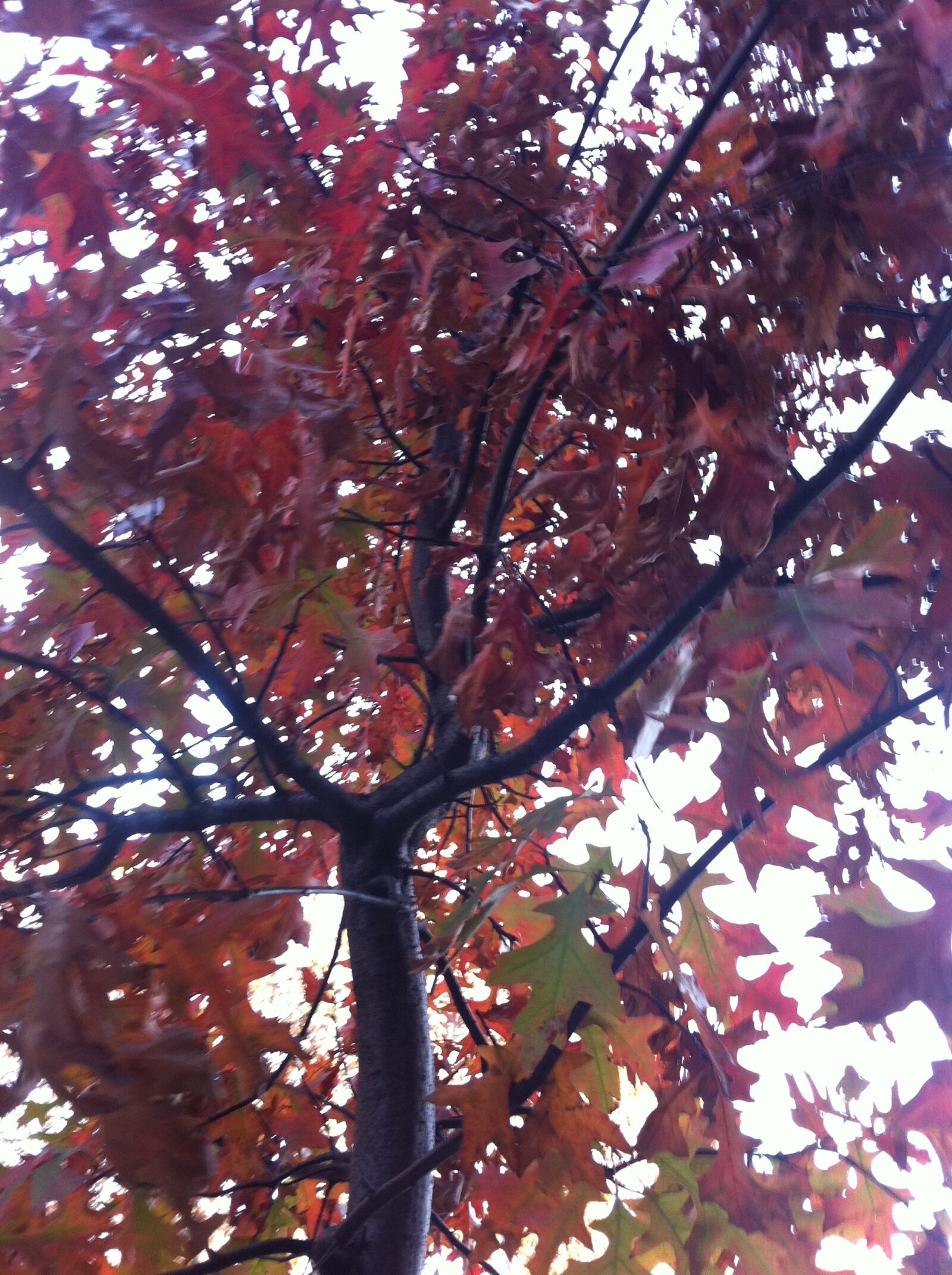 Apple iPhone 4 sample photo