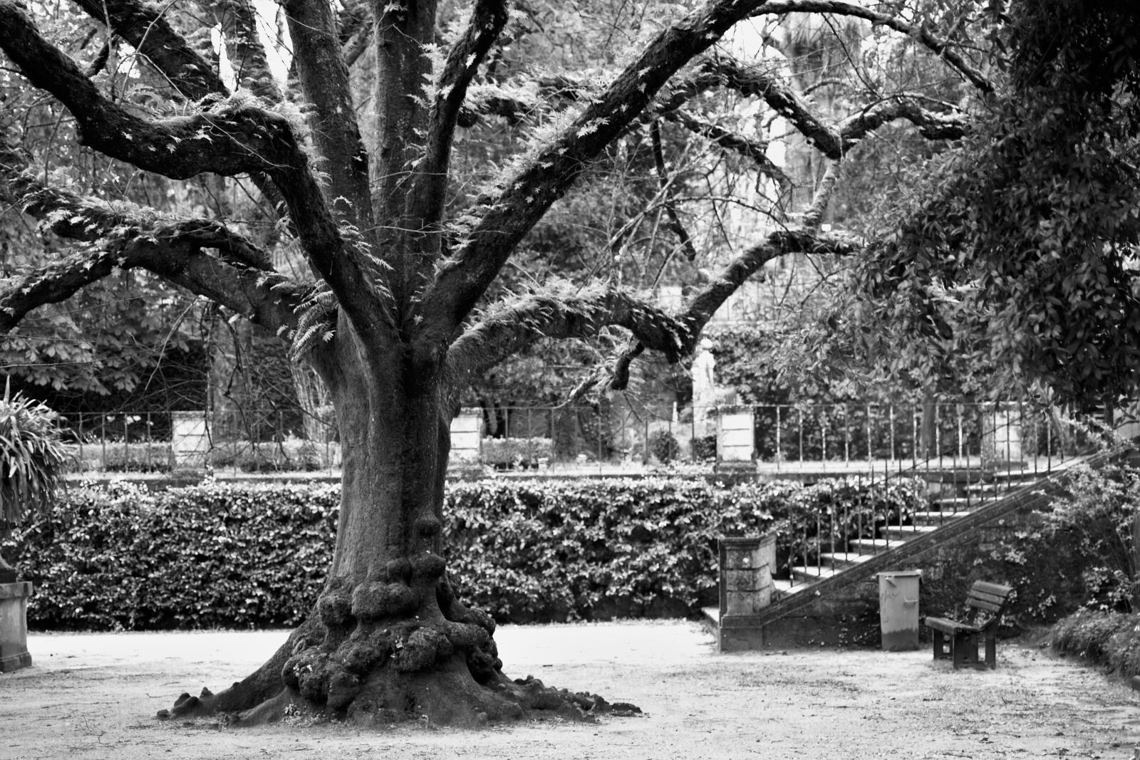 Nikon D7100 sample photo. Tree, black and white photography