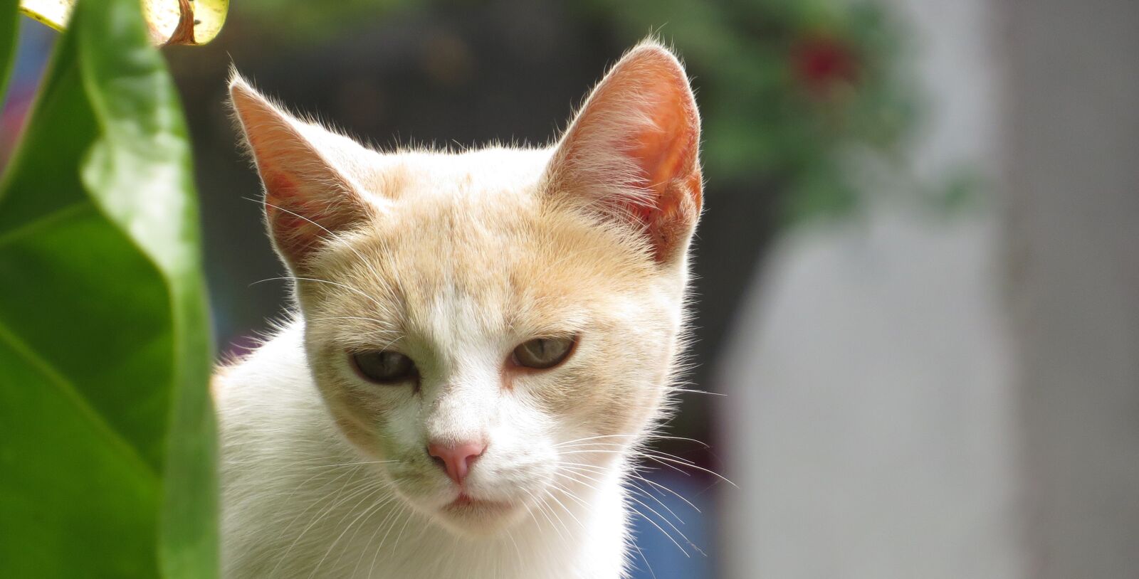 Canon PowerShot SX50 HS sample photo. Nice, animalia, nature photography