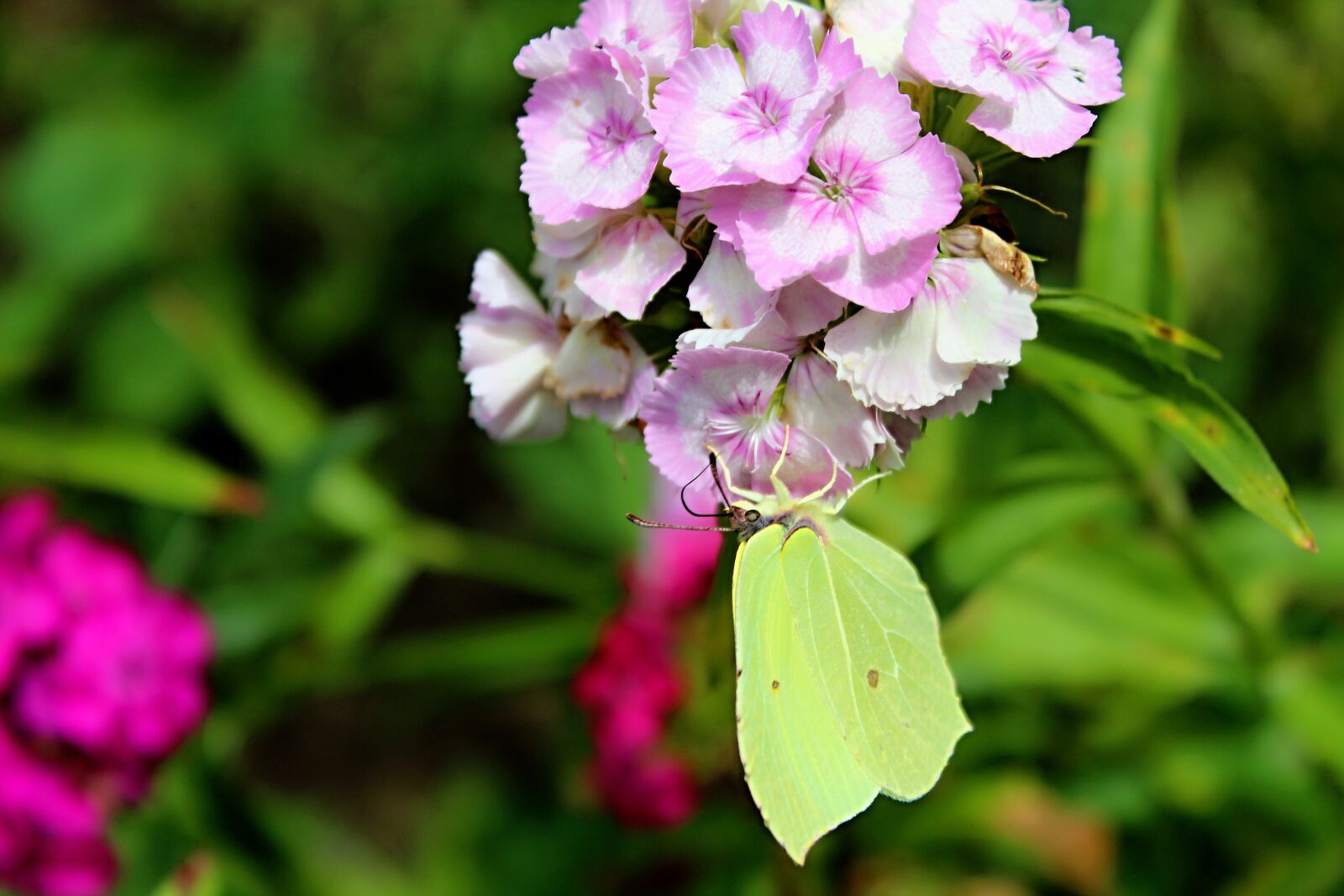 Canon EOS 1300D (EOS Rebel T6 / EOS Kiss X80) sample photo. Yellow butterfly, slovakia, still photography