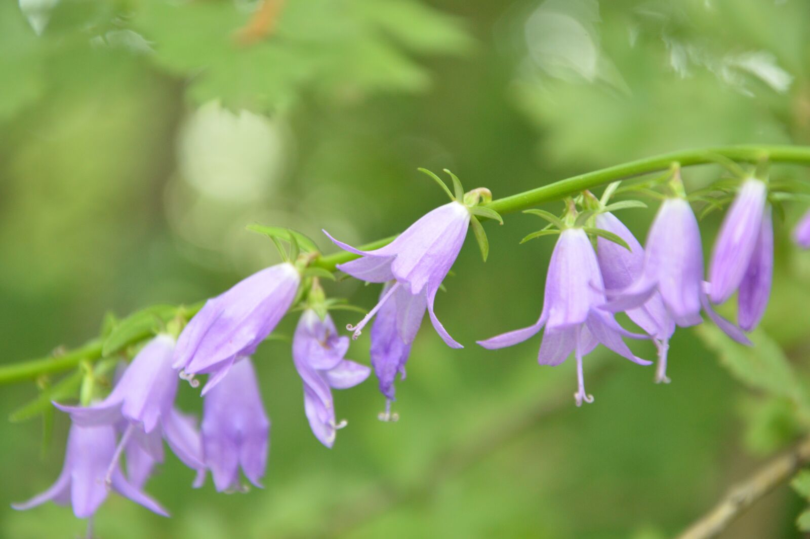 Nikon D3200 sample photo. Krasnodarskiy kray, nature, flowers photography