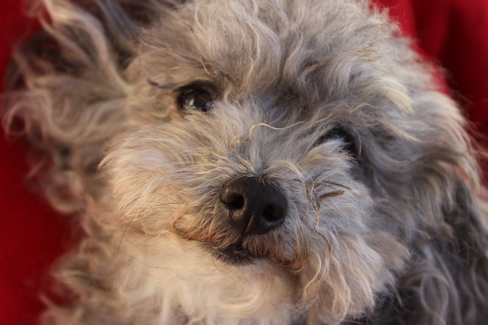 Canon EOS 600D (Rebel EOS T3i / EOS Kiss X5) sample photo. Dog, animal, mammal photography