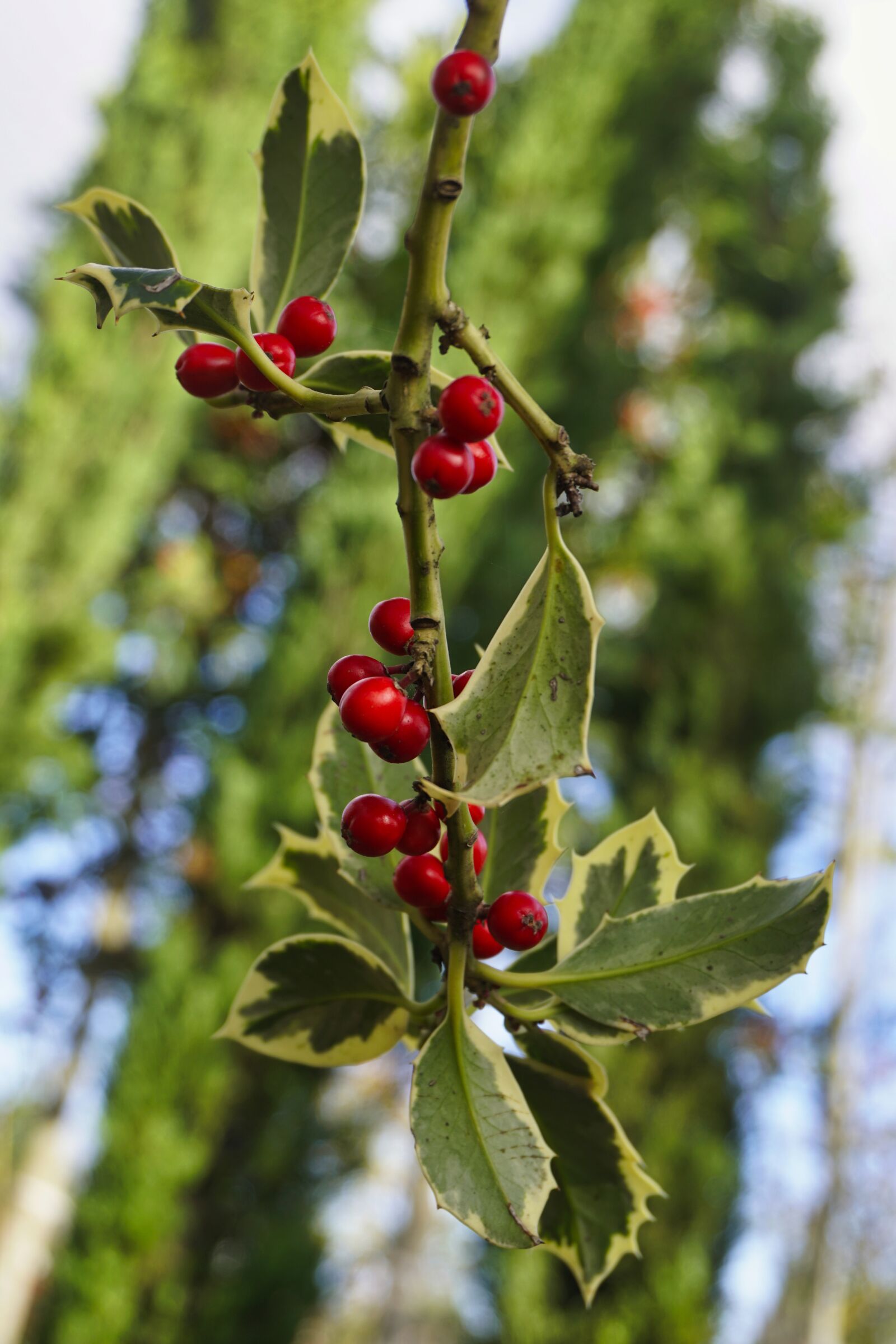 Sony a6500 sample photo. Holly, autumn, nature photography