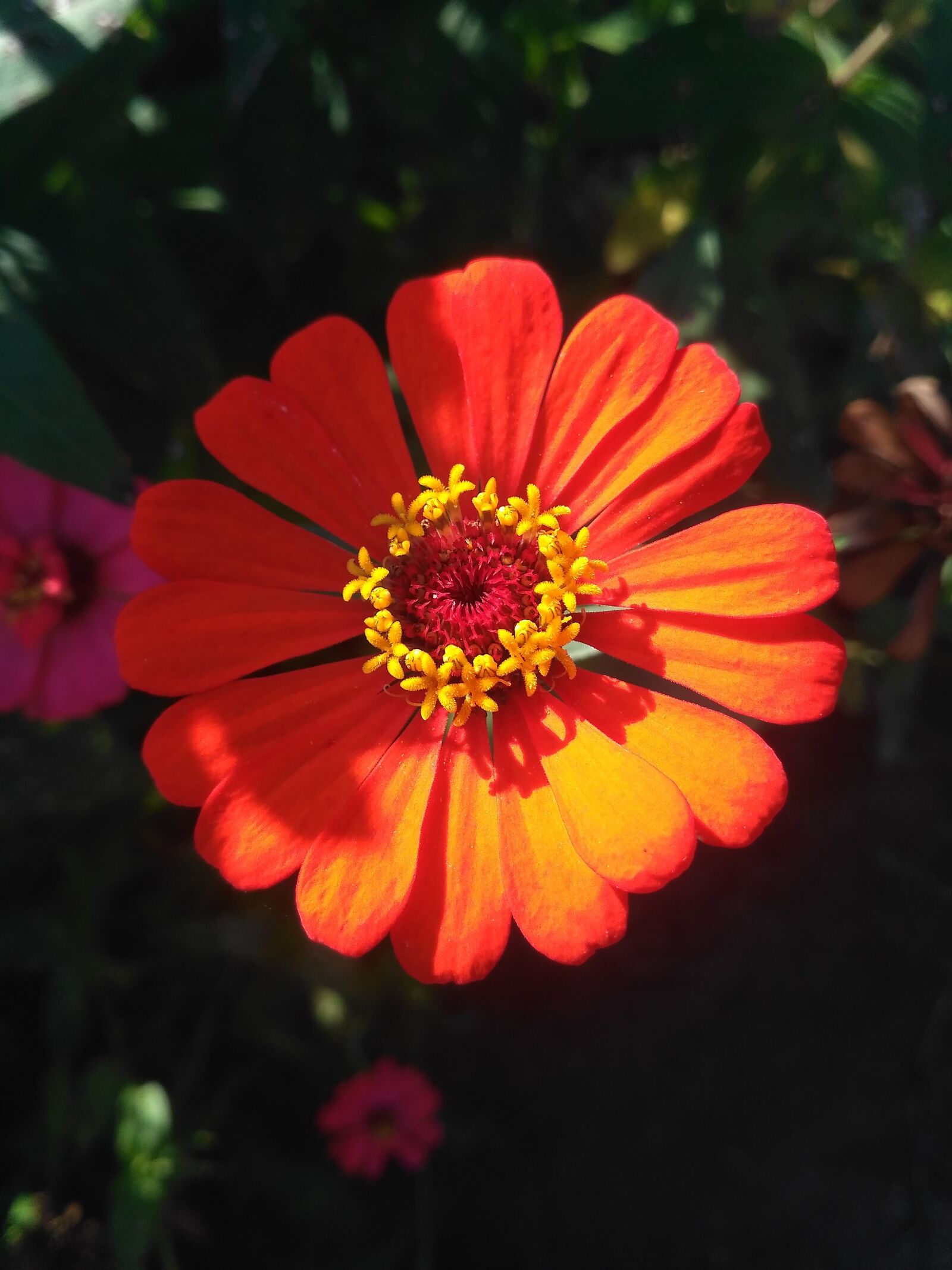 Xiaomi Redmi 3S sample photo. Flower, plant, beautiful photography