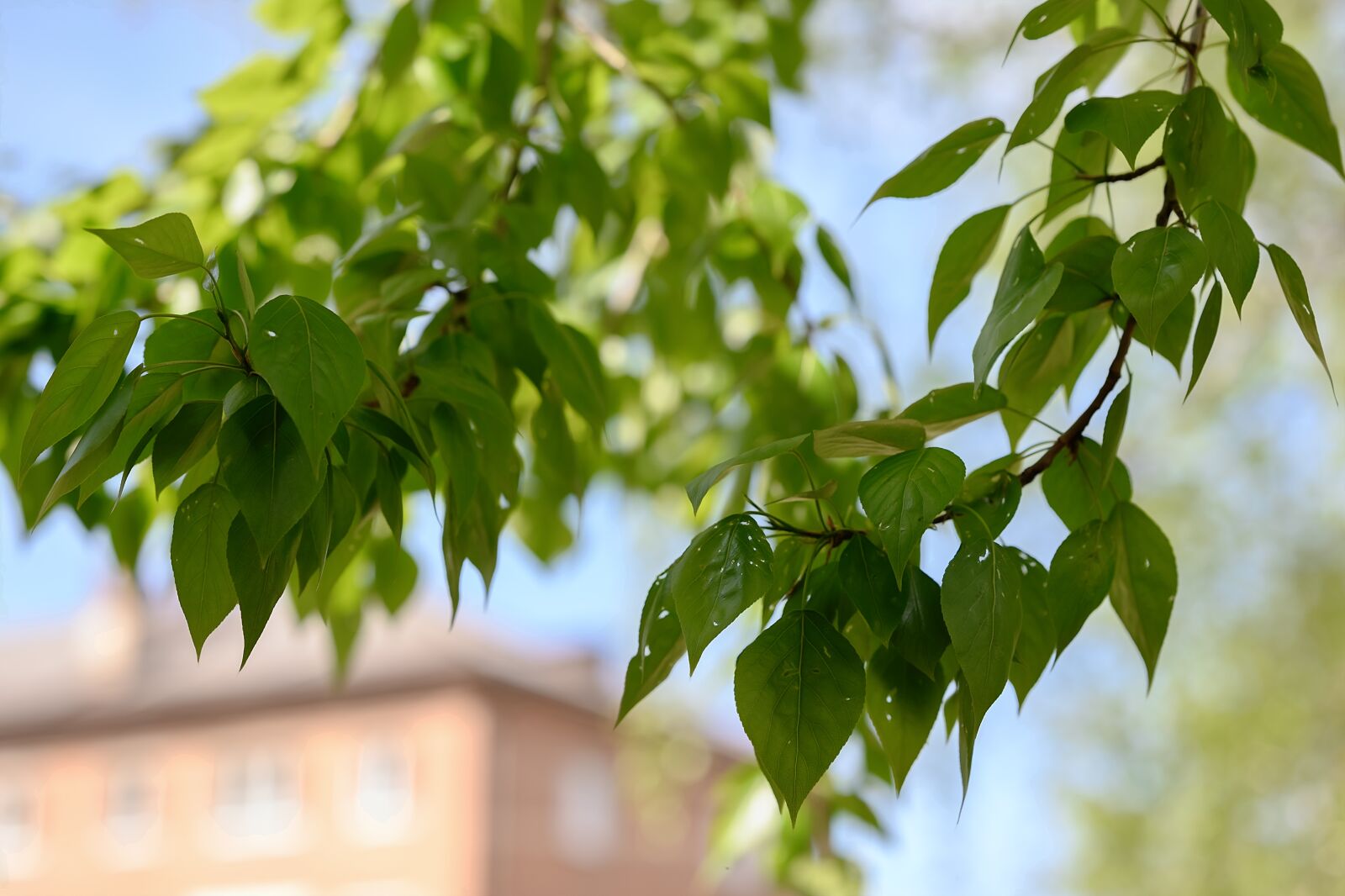 Nikon Nikkor Z 85mm F1.8 S sample photo. Foliage, greens, summer photography