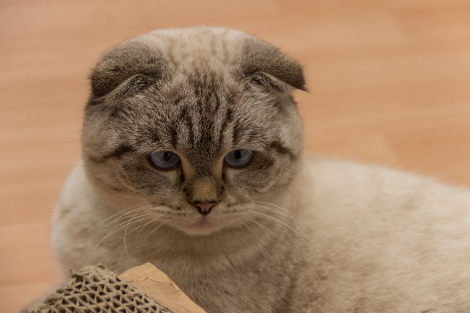 Canon EF-S 18-135mm F3.5-5.6 IS sample photo. Cat, britsch short hair photography