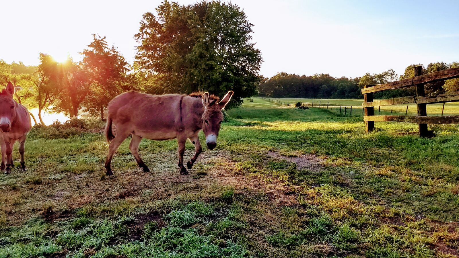 Motorola Moto G (5) Plus sample photo. Donkey, farm photography