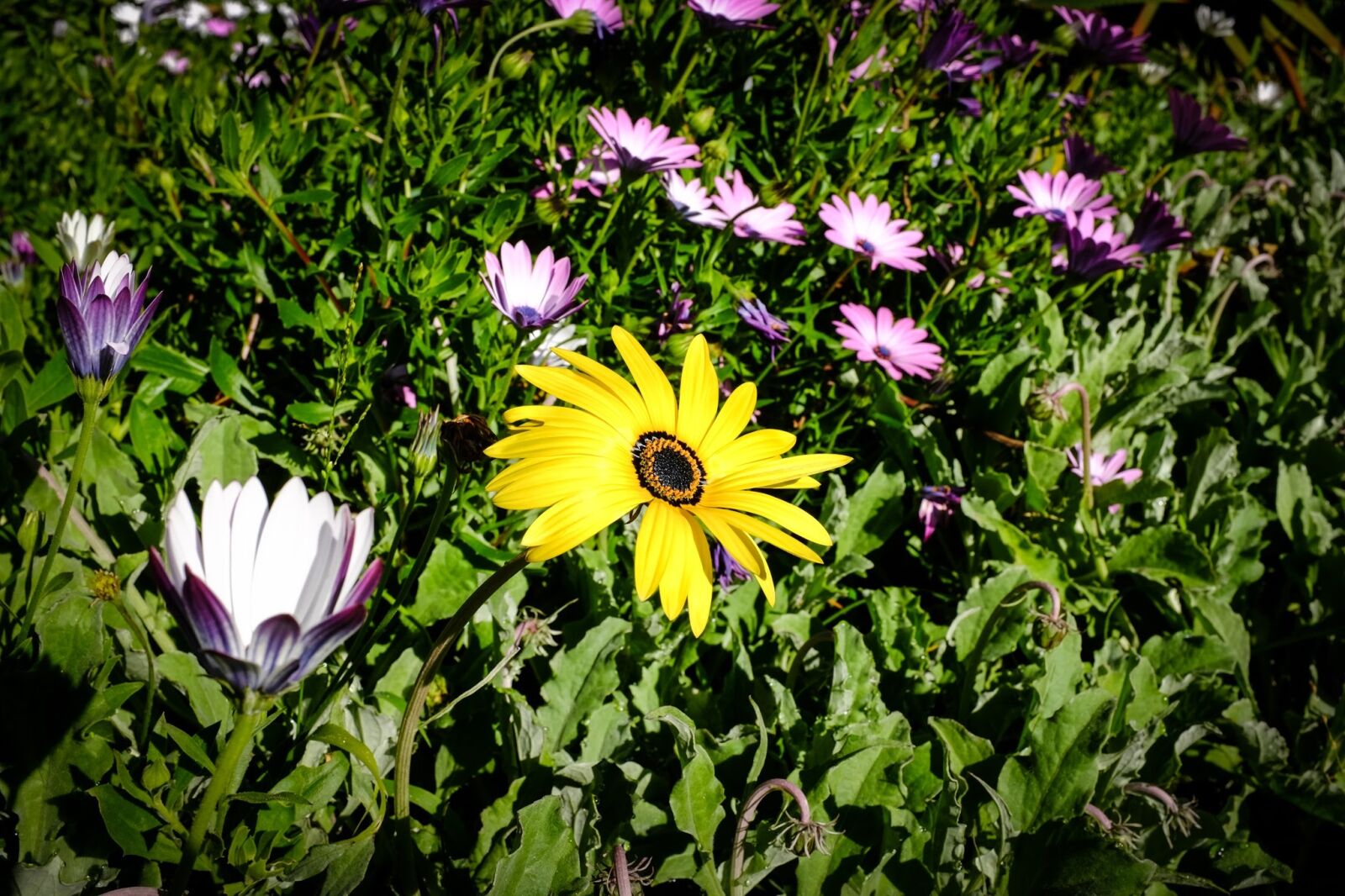 Fujifilm X100T sample photo. Spring, flower, spring flowers photography
