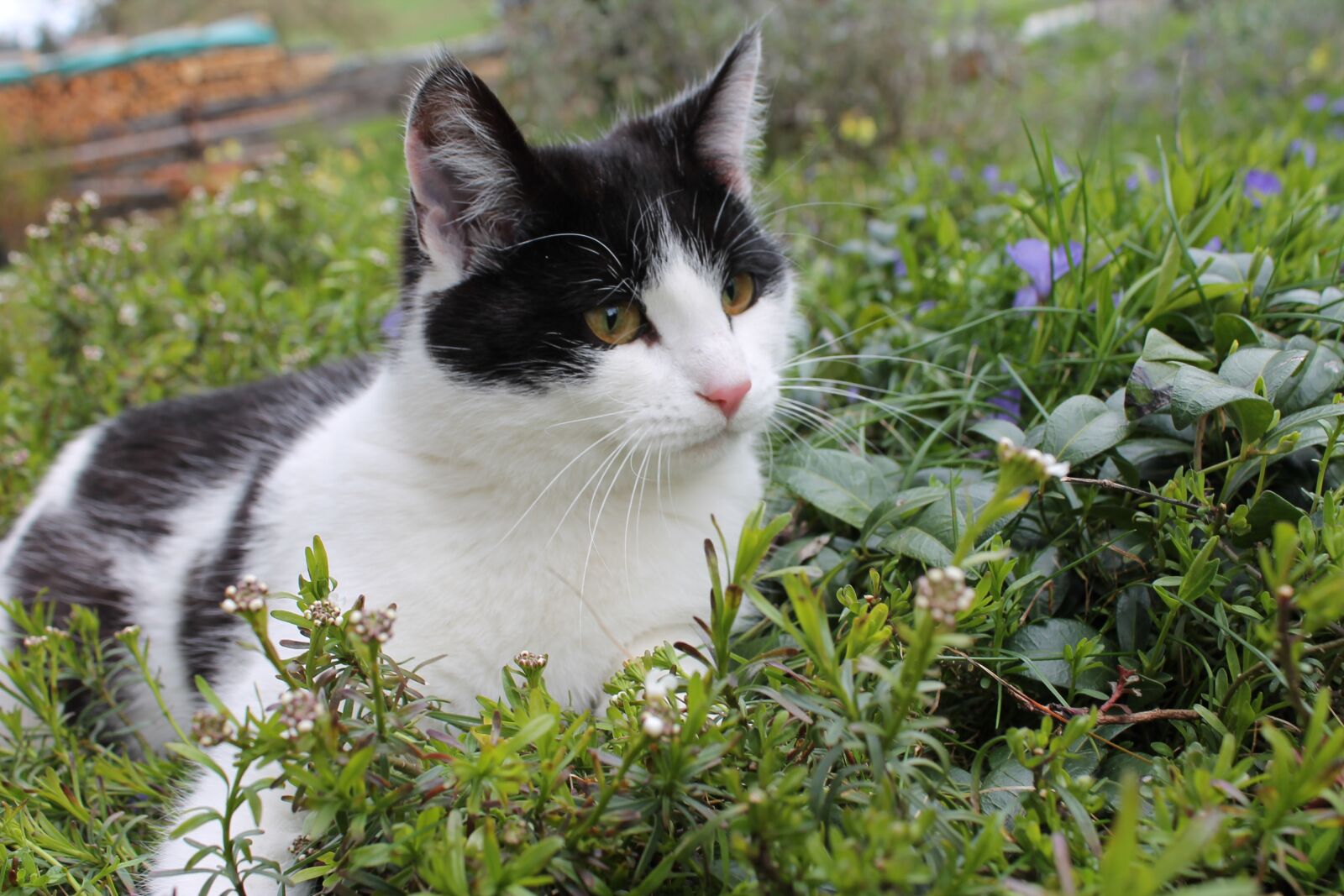 Canon EOS 1100D (EOS Rebel T3 / EOS Kiss X50) sample photo. Cat, grass, pet photography
