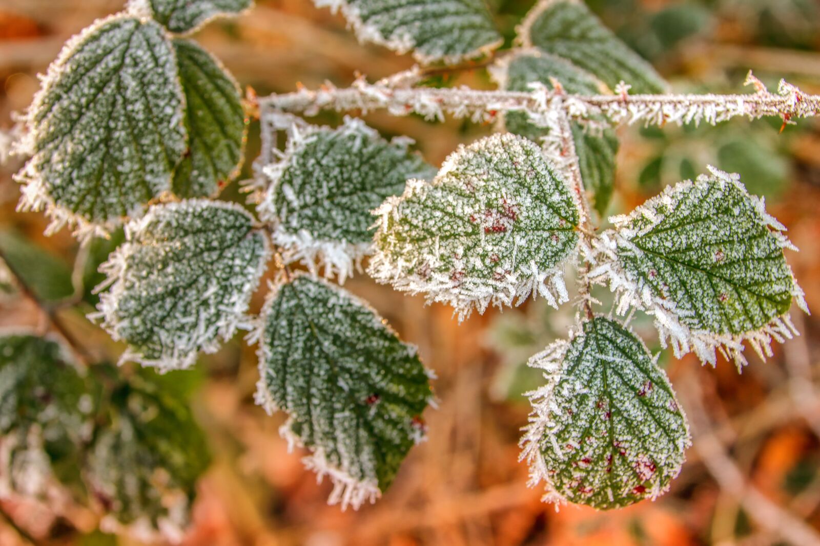 Canon EOS 80D sample photo. Nature, winter, oak photography