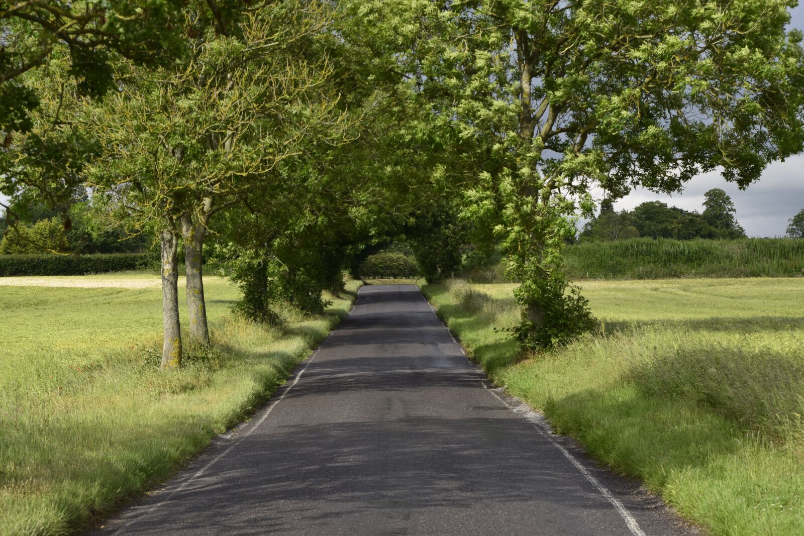 Nikon D5300 sample photo. Road, nature, trees photography