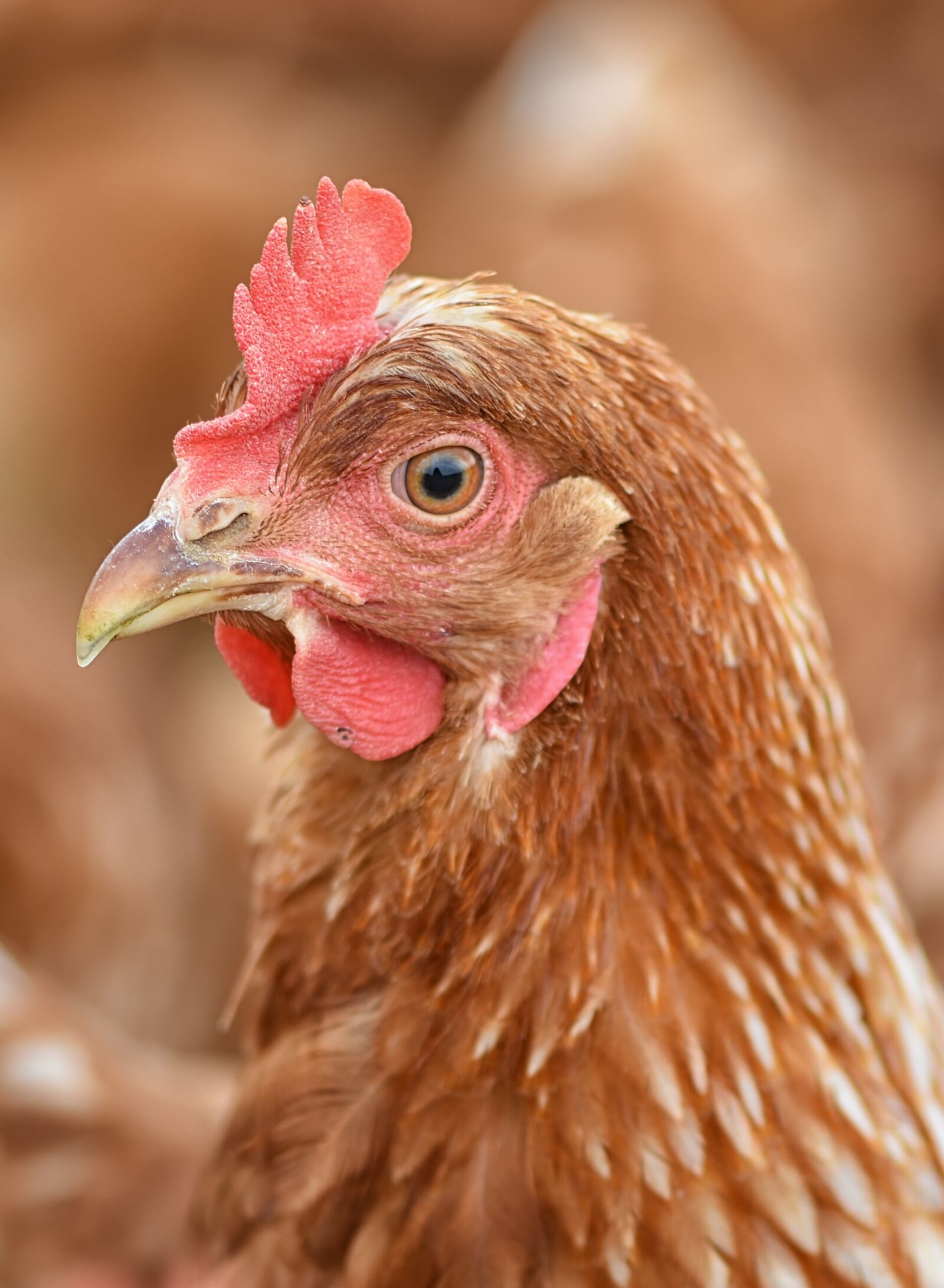 Nikon D7200 sample photo. Portrait, chicken, poultry photography
