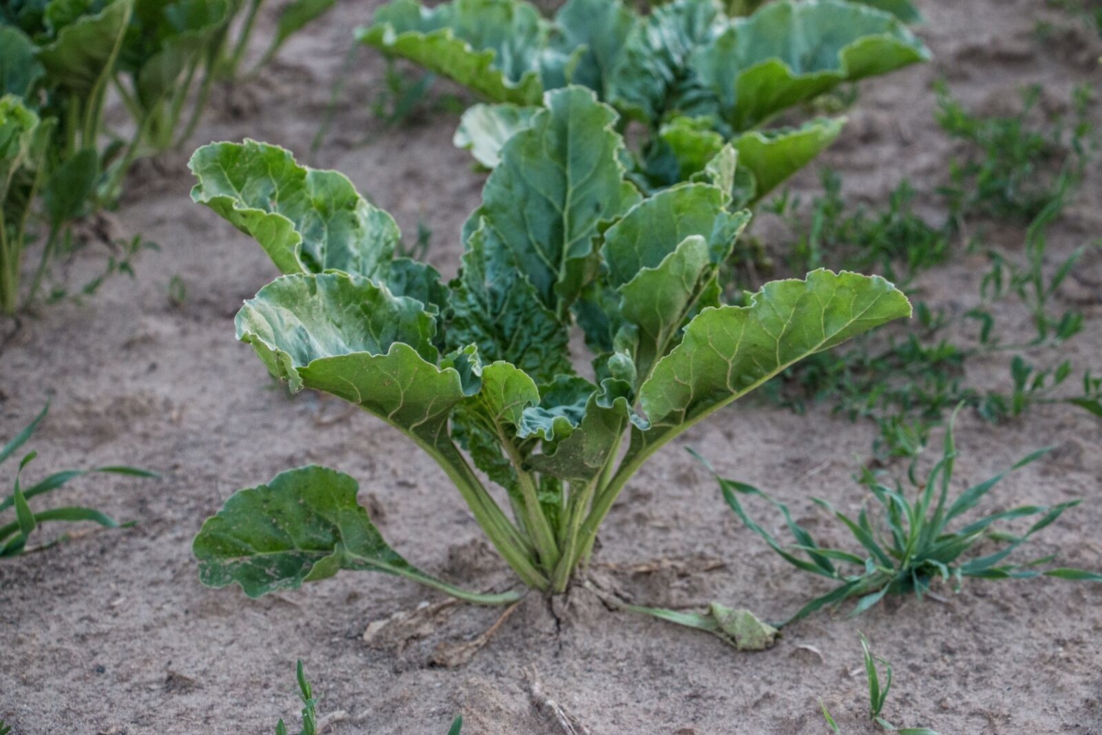 Canon EOS 70D sample photo. Field, kohl, stone photography
