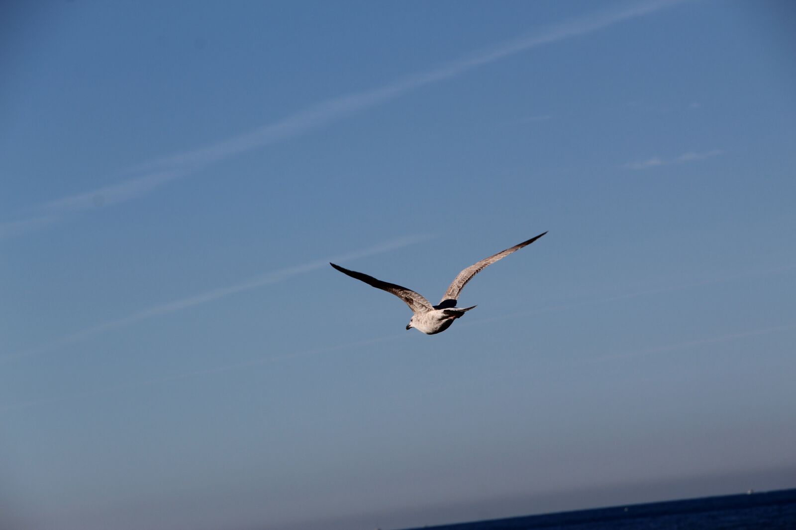 Canon EOS 1300D (EOS Rebel T6 / EOS Kiss X80) sample photo. Seagull, flight, bird photography