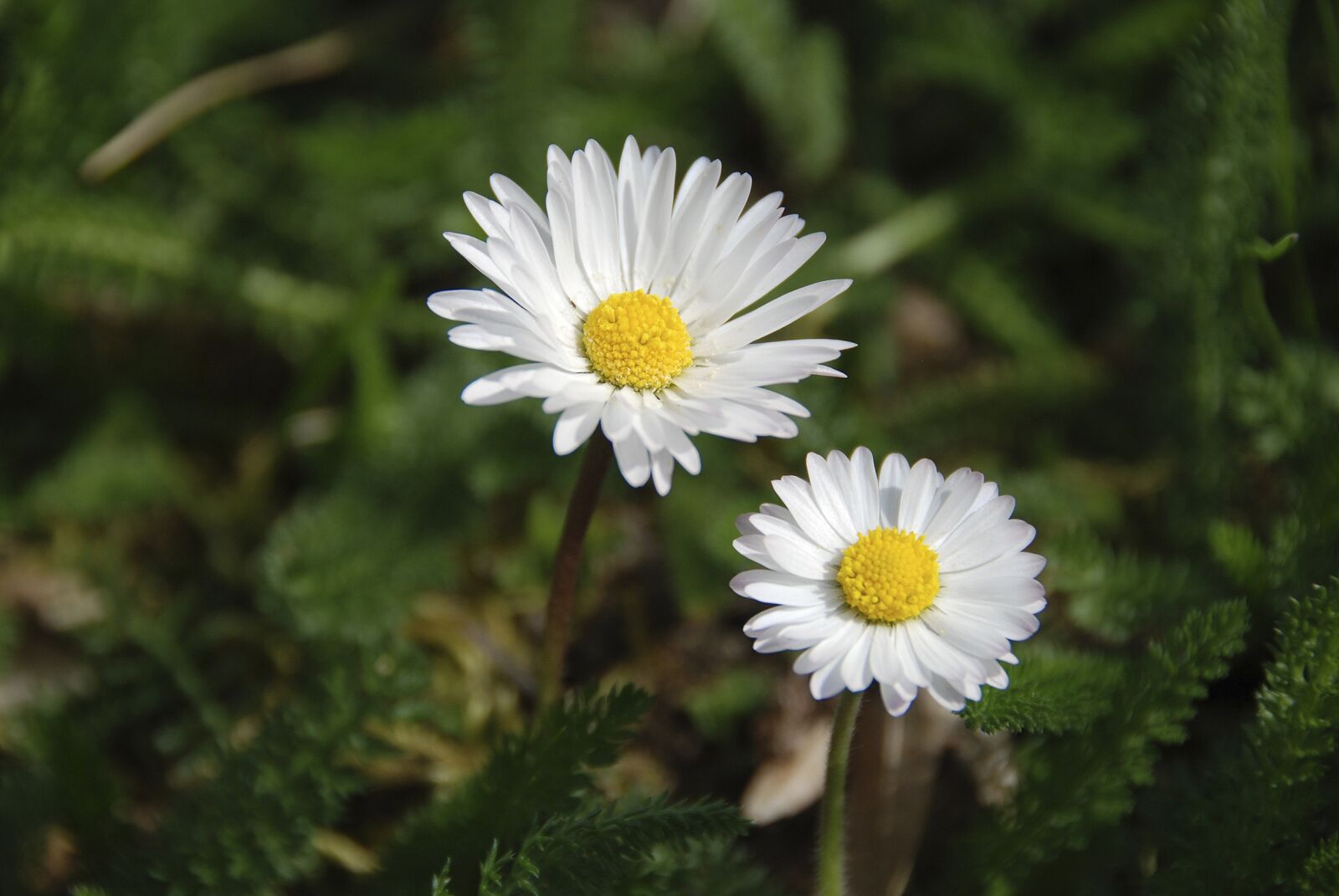 Nikon D80 sample photo. Spring, flowers, daisies photography