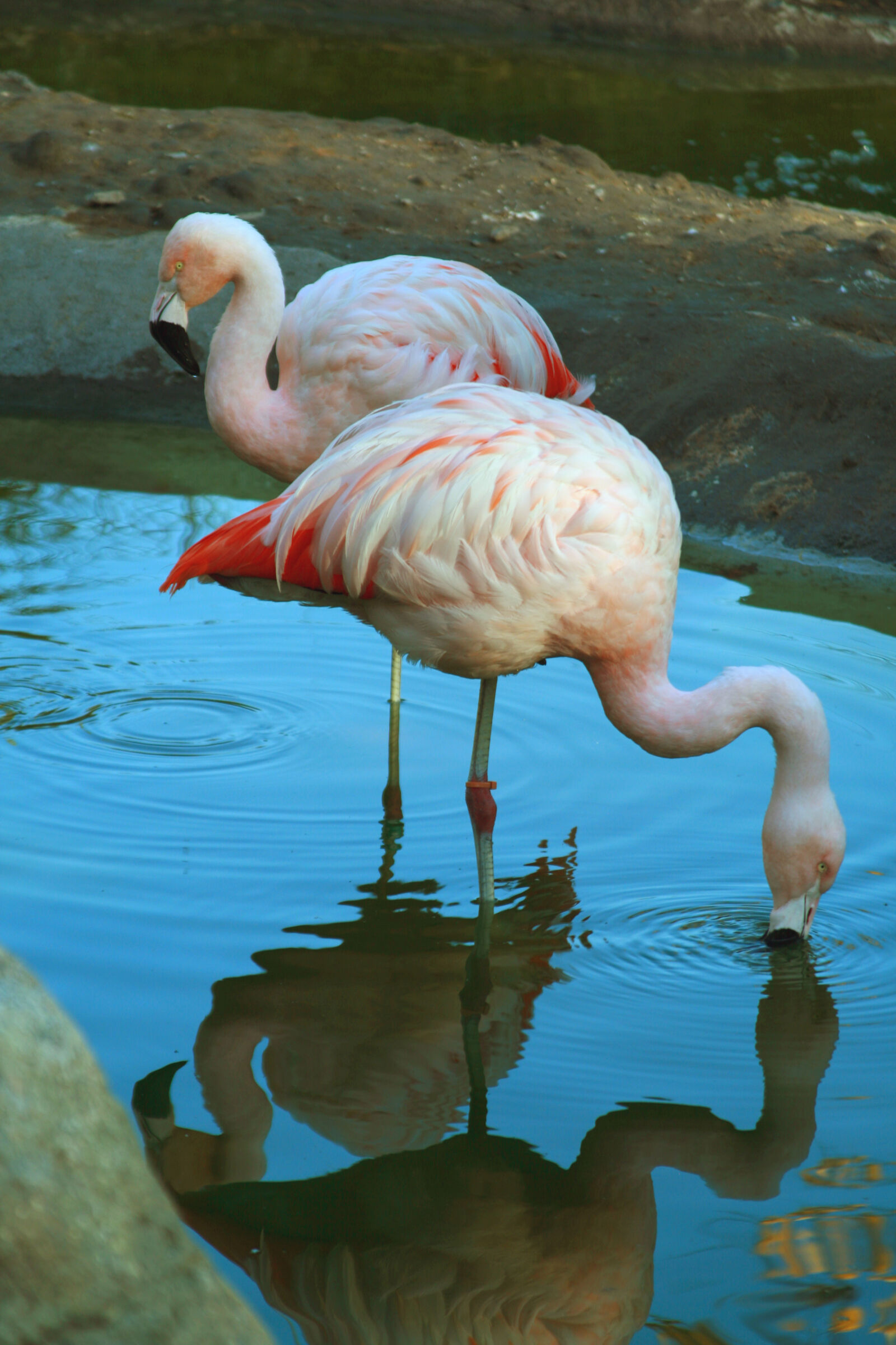 Canon EOS 400D (EOS Digital Rebel XTi / EOS Kiss Digital X) sample photo. Flamingo, flamingos, water photography