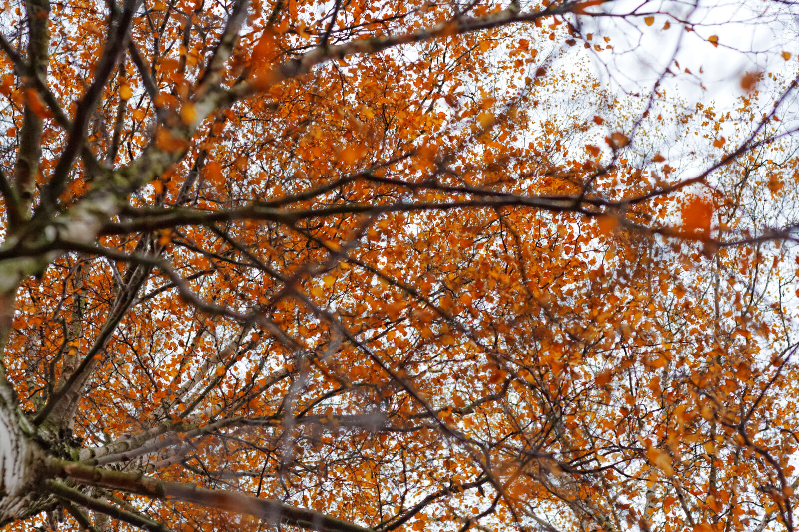 Canon EOS 400D (EOS Digital Rebel XTi / EOS Kiss Digital X) sample photo. Birch, orange, theme, colors photography