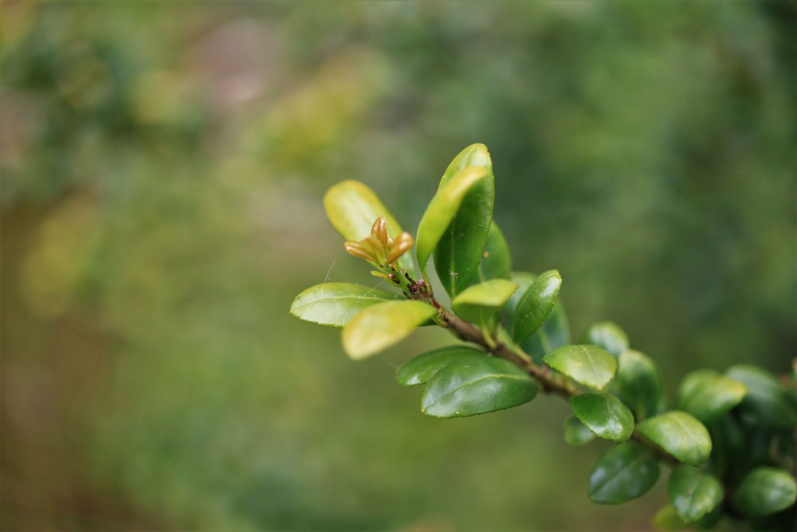 Canon EF-S 35mm F2.8 Macro IS STM sample photo. Ordinary boxwood beech trees photography
