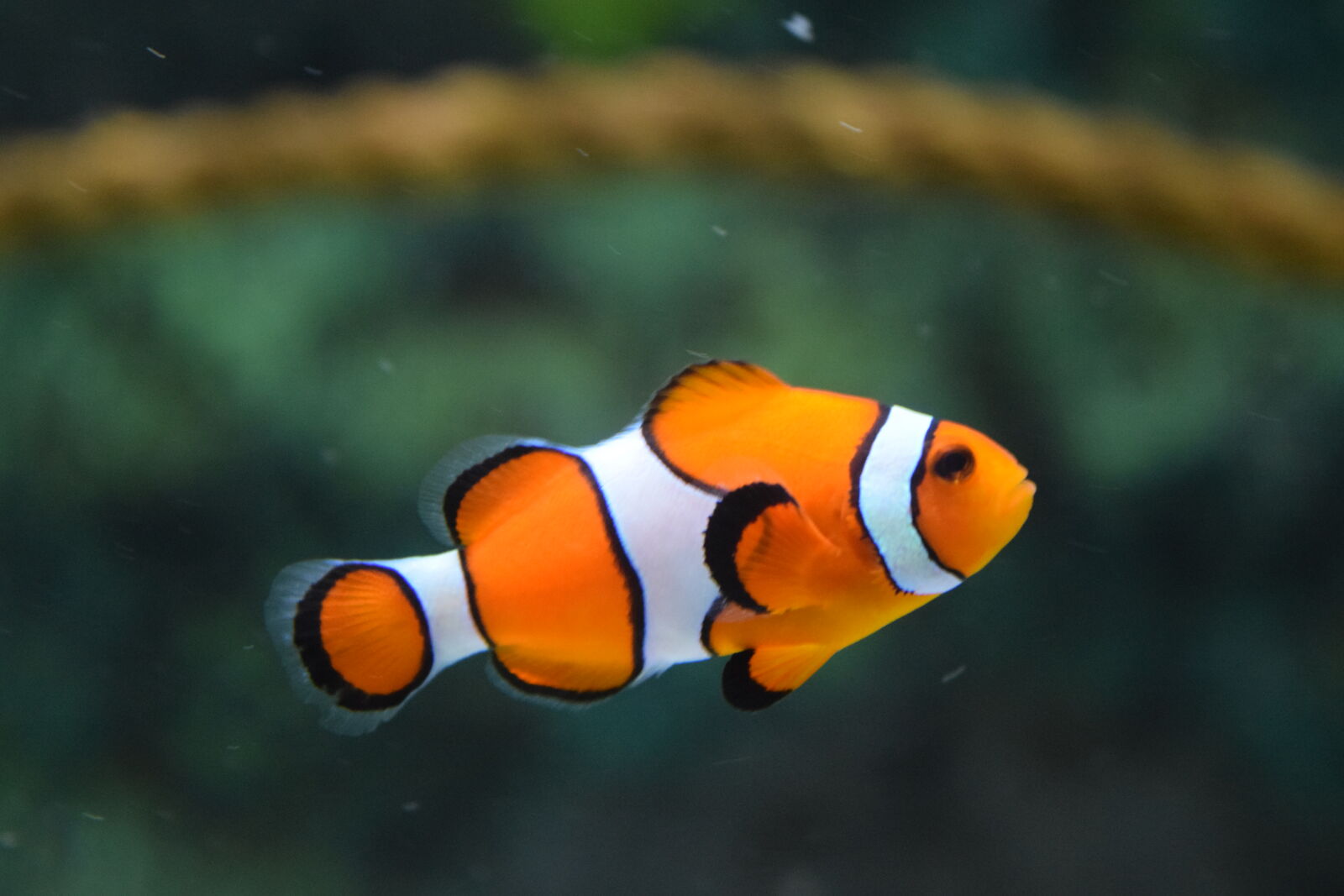 Nikon D3300 sample photo. Clown, fish, swimming photography