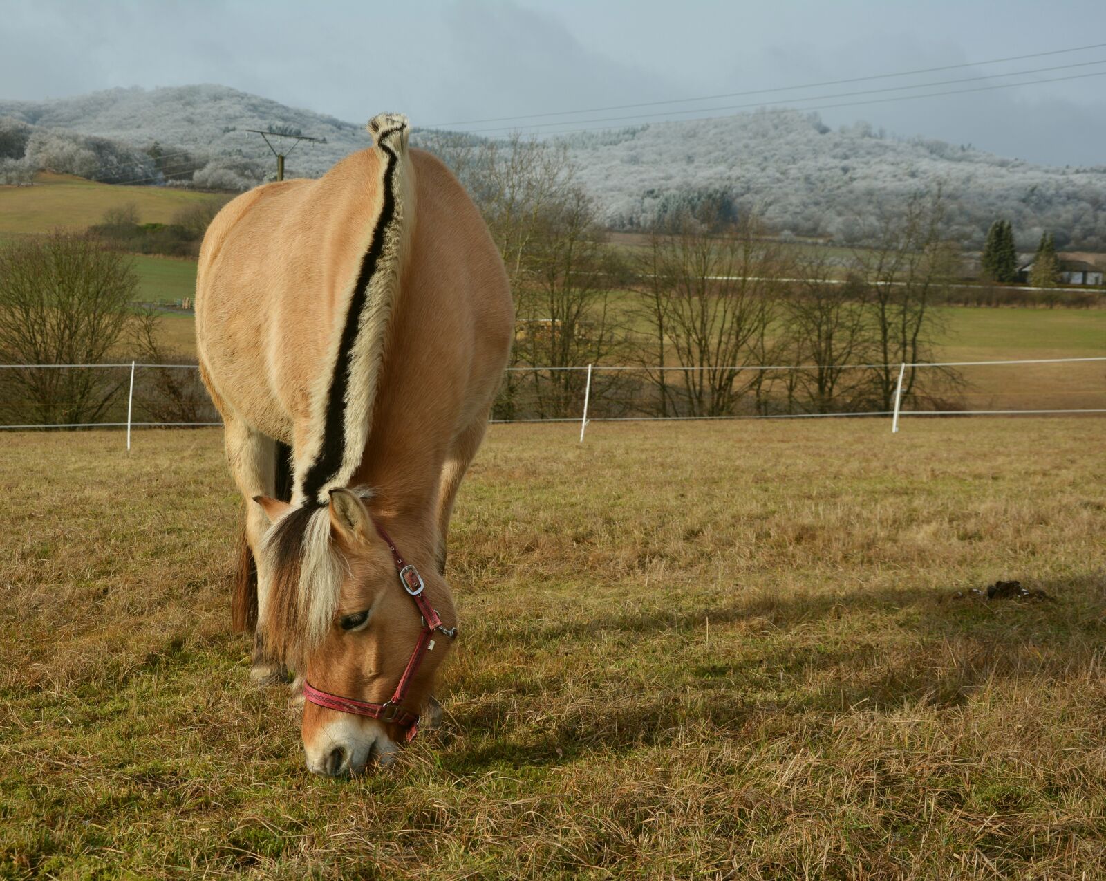 Nikon D5200 sample photo. Horse, norwegian fjord horse photography