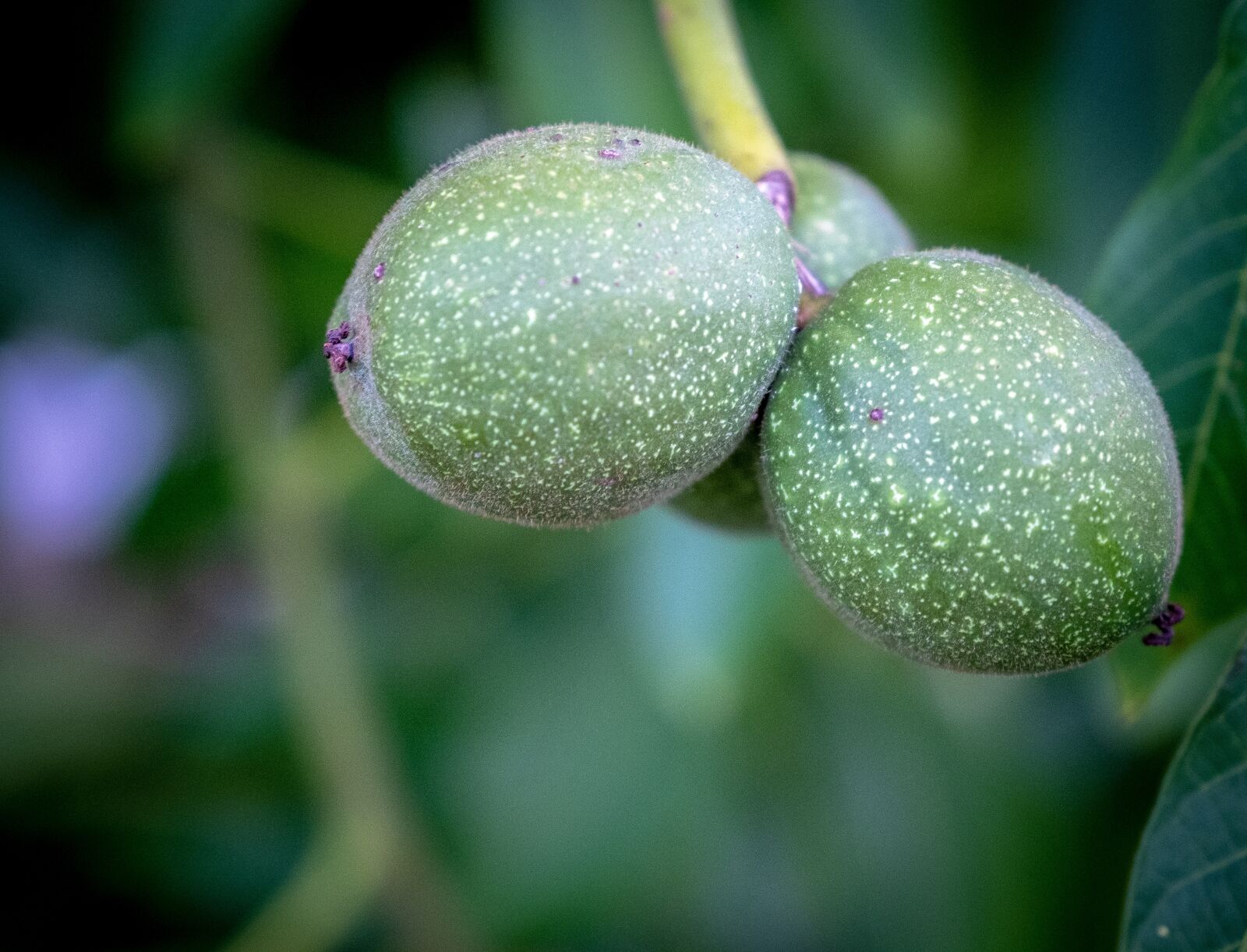 Fujifilm X-T2 sample photo. Fruit, apple, pear photography
