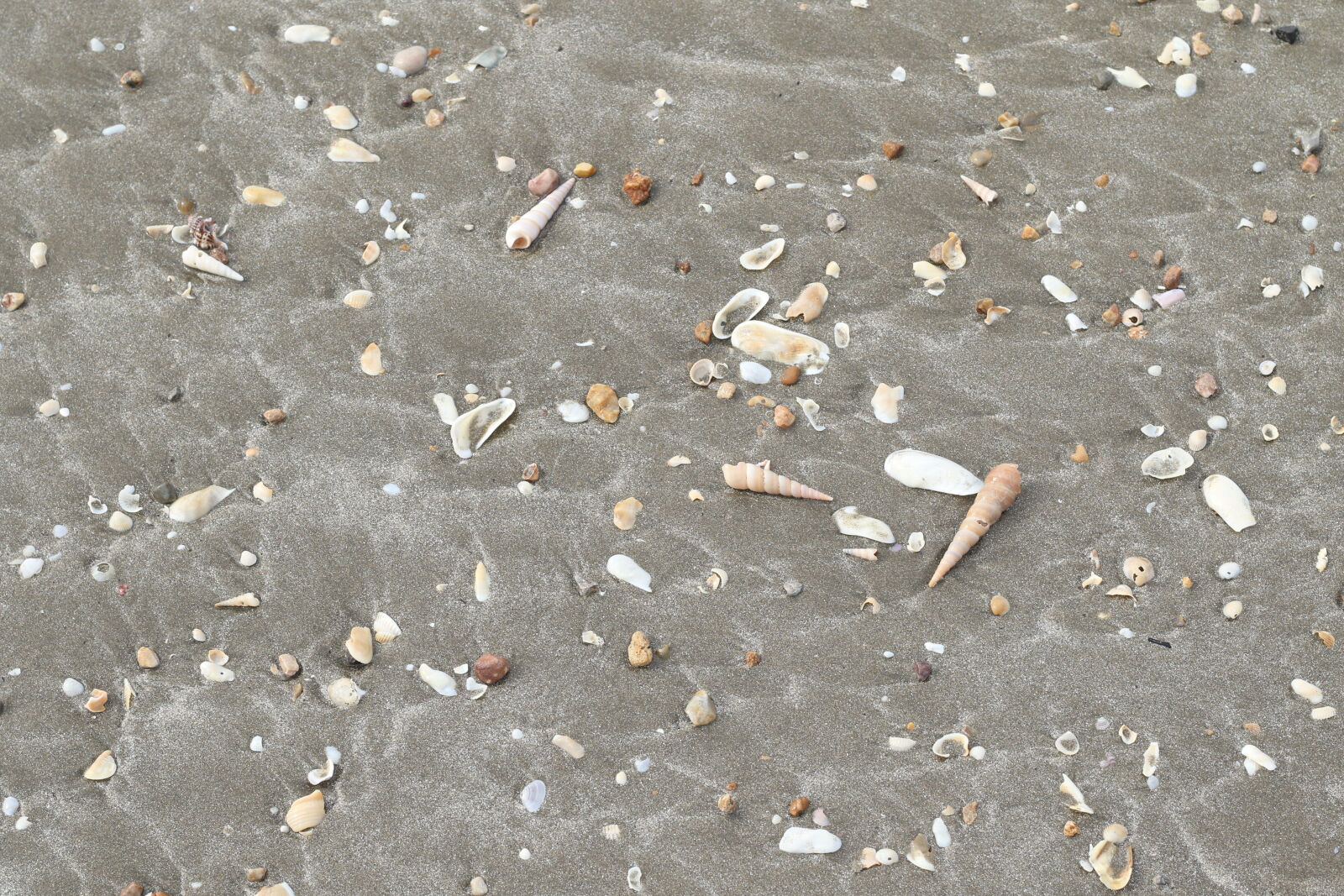 Canon EF 50mm F1.8 STM sample photo