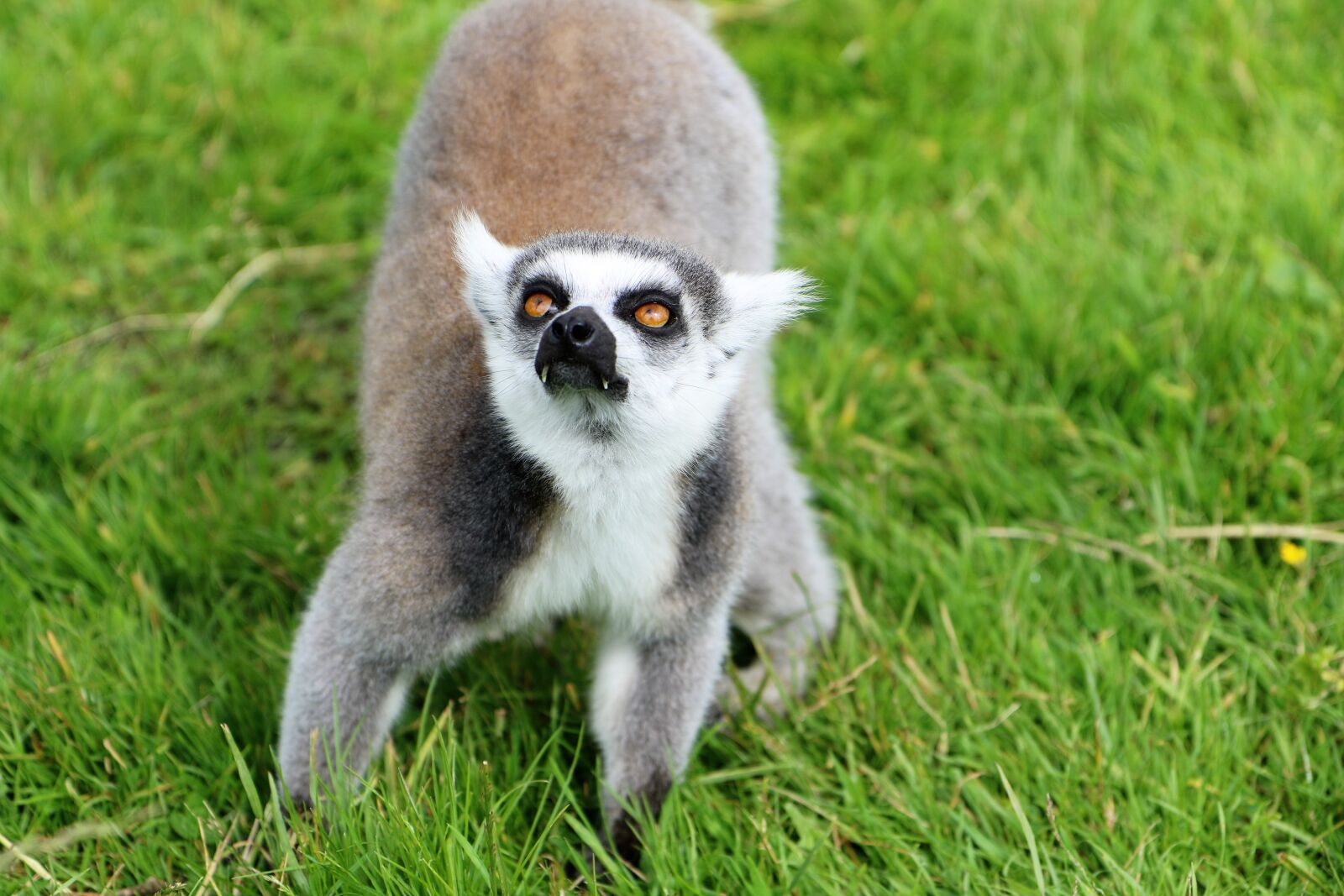 Canon EOS 7D Mark II sample photo. Lemur, wildlife, primate photography