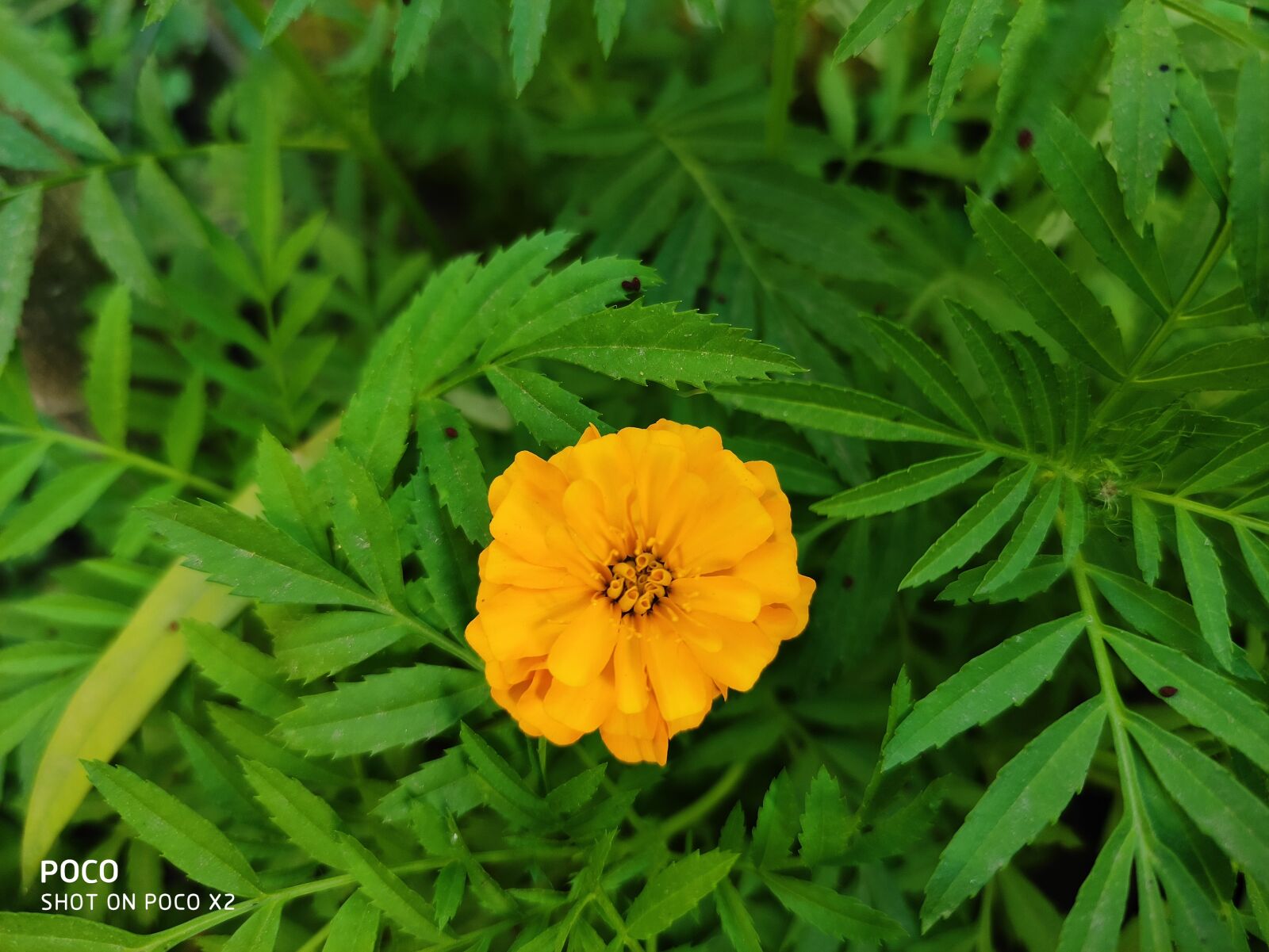 Xiaomi POCO X2 sample photo. Flower, leave, green photography