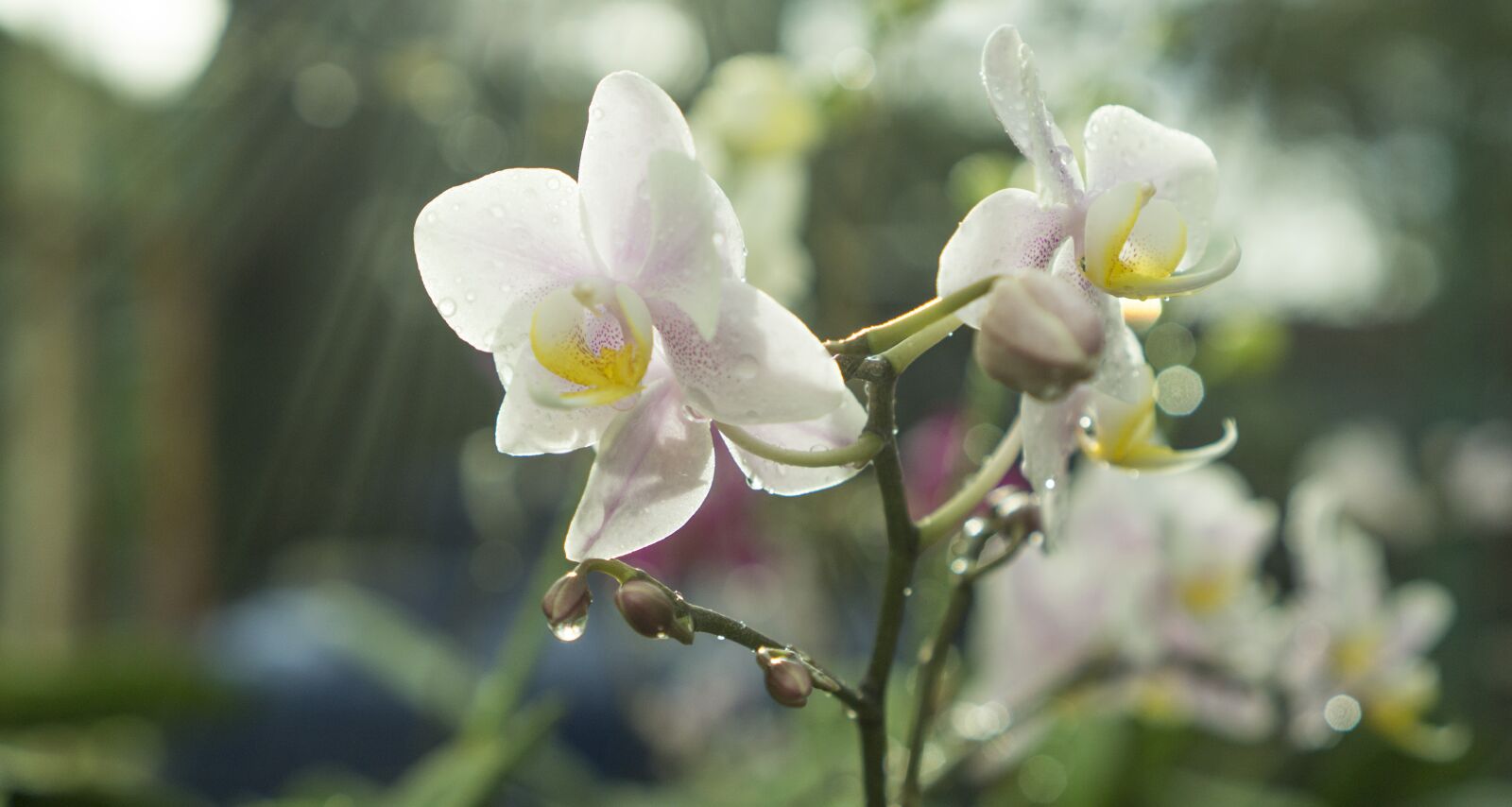 Sony a6000 + Sony E 35mm F1.8 OSS sample photo. Orchid, fresh, sunshine photography