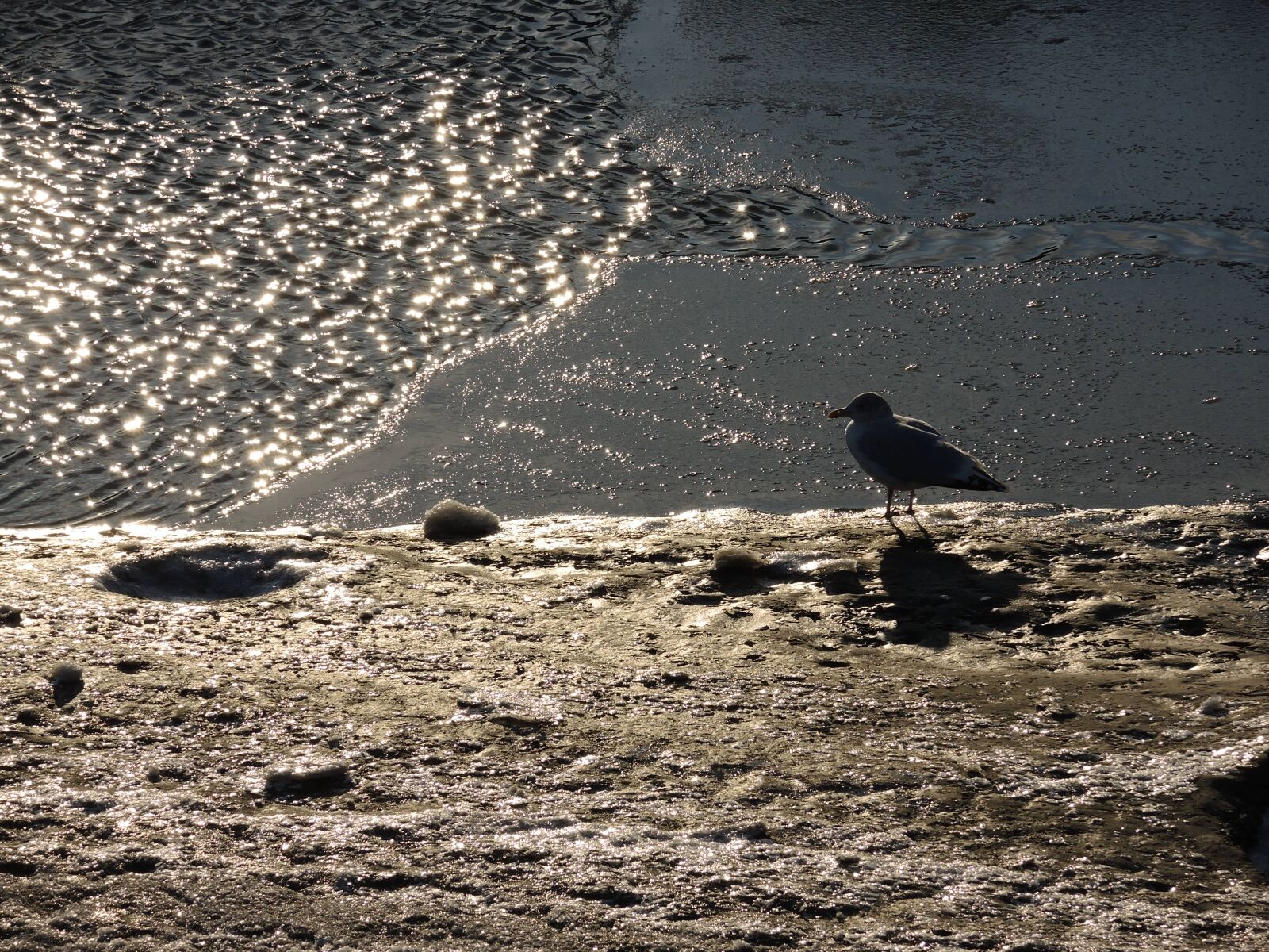 Nikon Coolpix P7700 sample photo. Seagull, dike, north sea photography