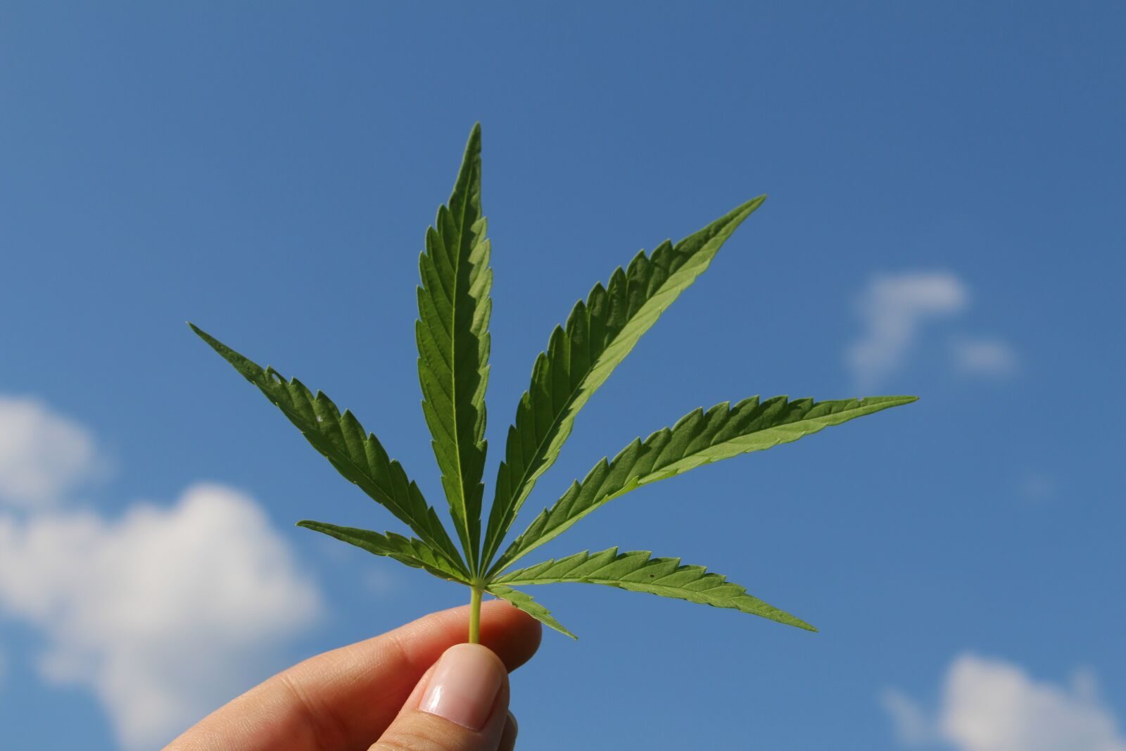 Canon EOS 700D (EOS Rebel T5i / EOS Kiss X7i) sample photo. Hemp leaf, cannabis sativa photography