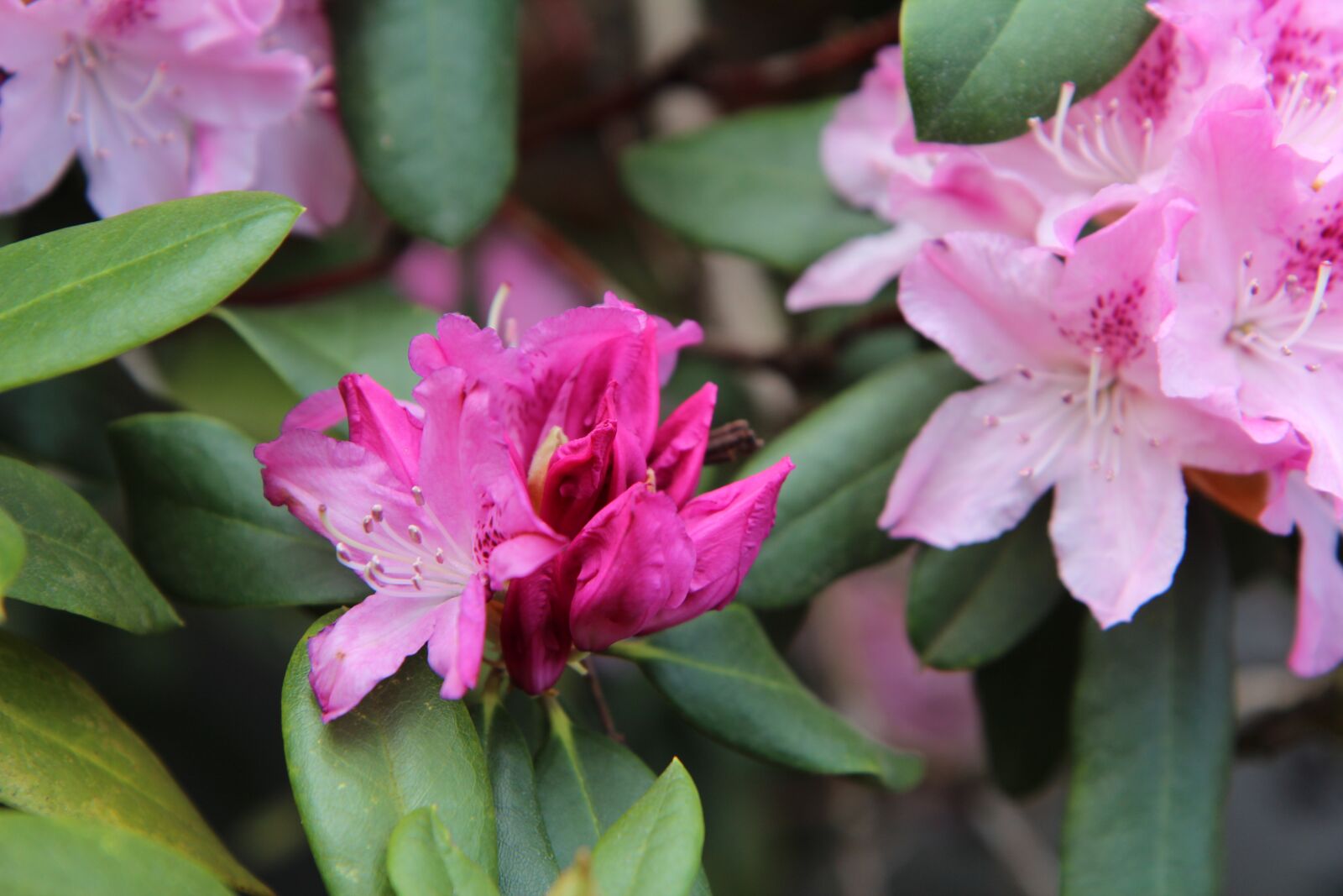 Canon EOS 600D (Rebel EOS T3i / EOS Kiss X5) + Sigma 12-24mm f/4.5-5.6 EX DG ASPHERICAL HSM + 1.4x sample photo. Rhododendron, rhododendron pink, flowering photography