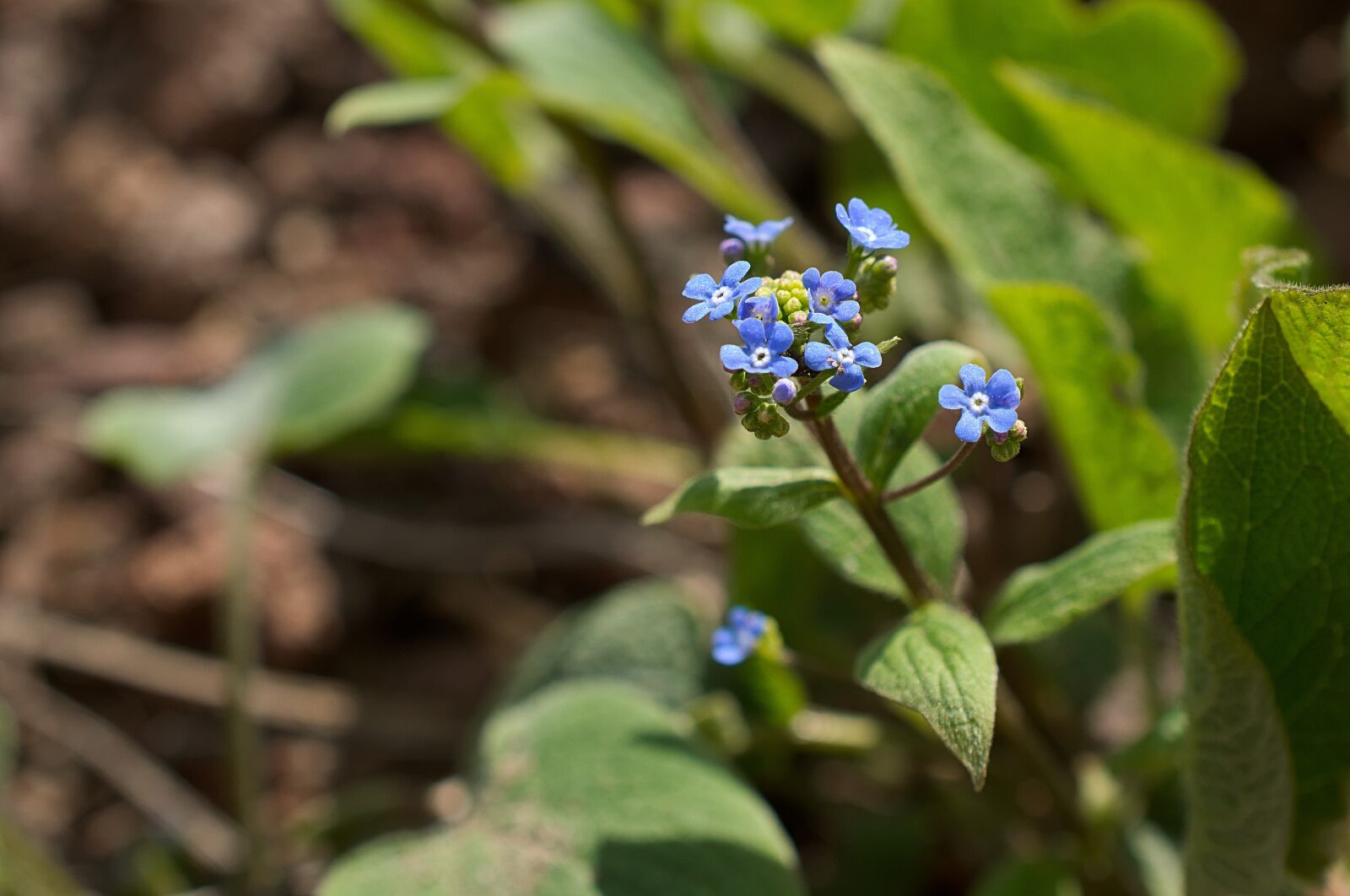 Nikon D3300 sample photo. Early bloomer, blue, tender photography