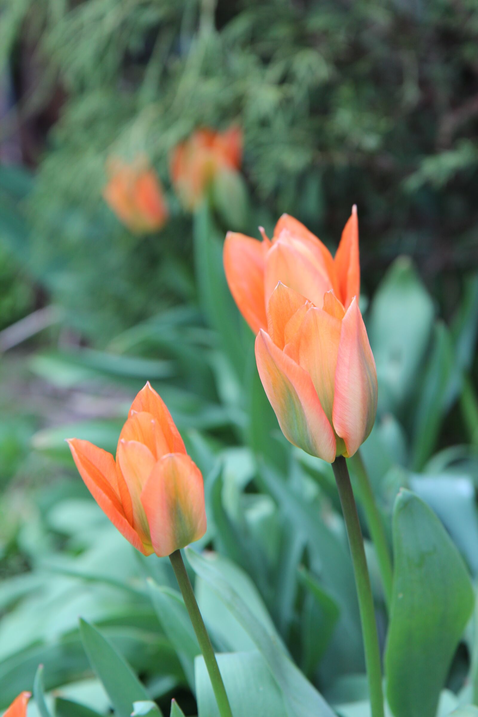 Canon EOS 600D (Rebel EOS T3i / EOS Kiss X5) sample photo. Tulip, red tulip, flowers photography