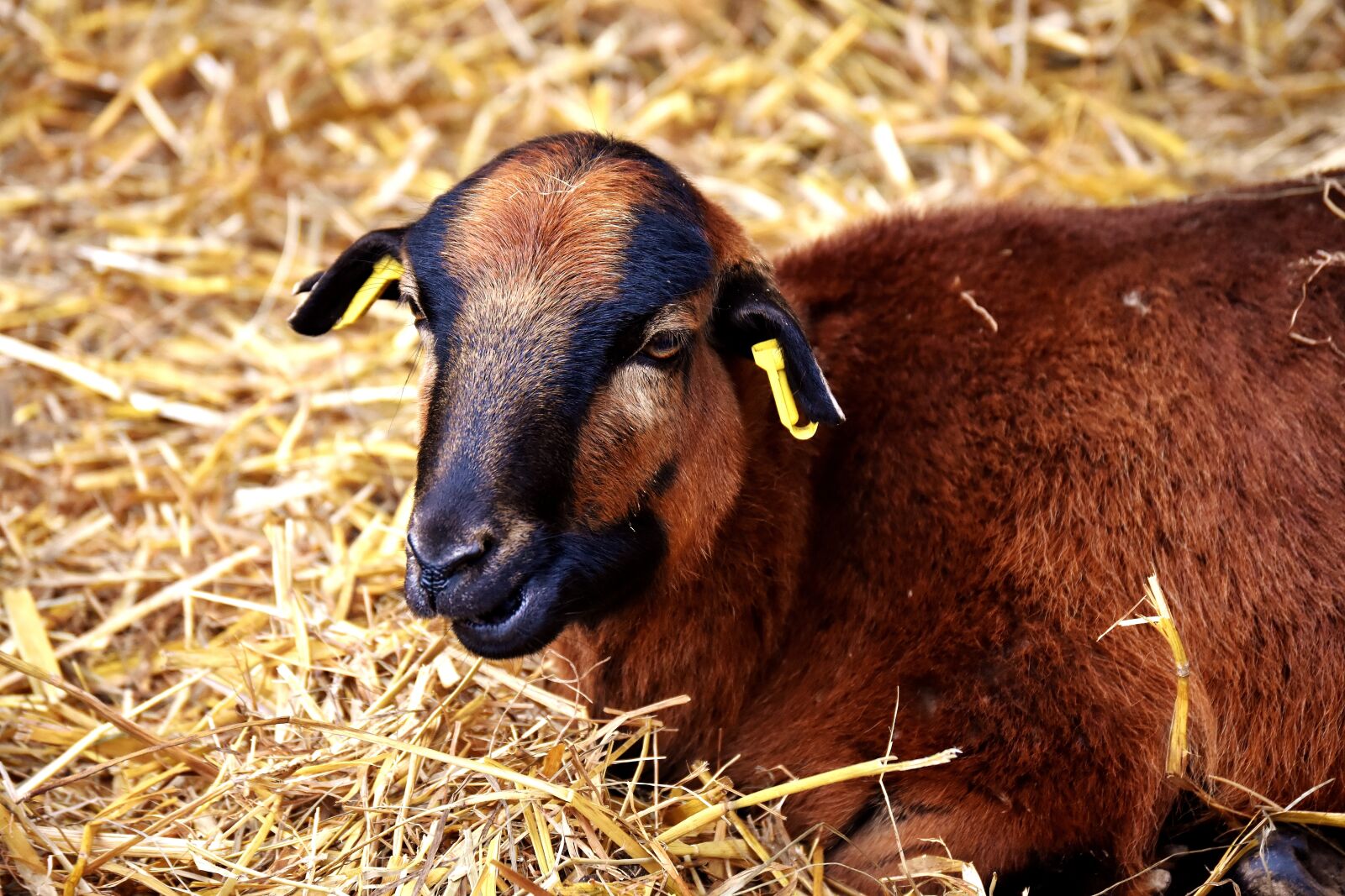 Nikon D7200 sample photo. Sheep, wildpark poing, reborn photography