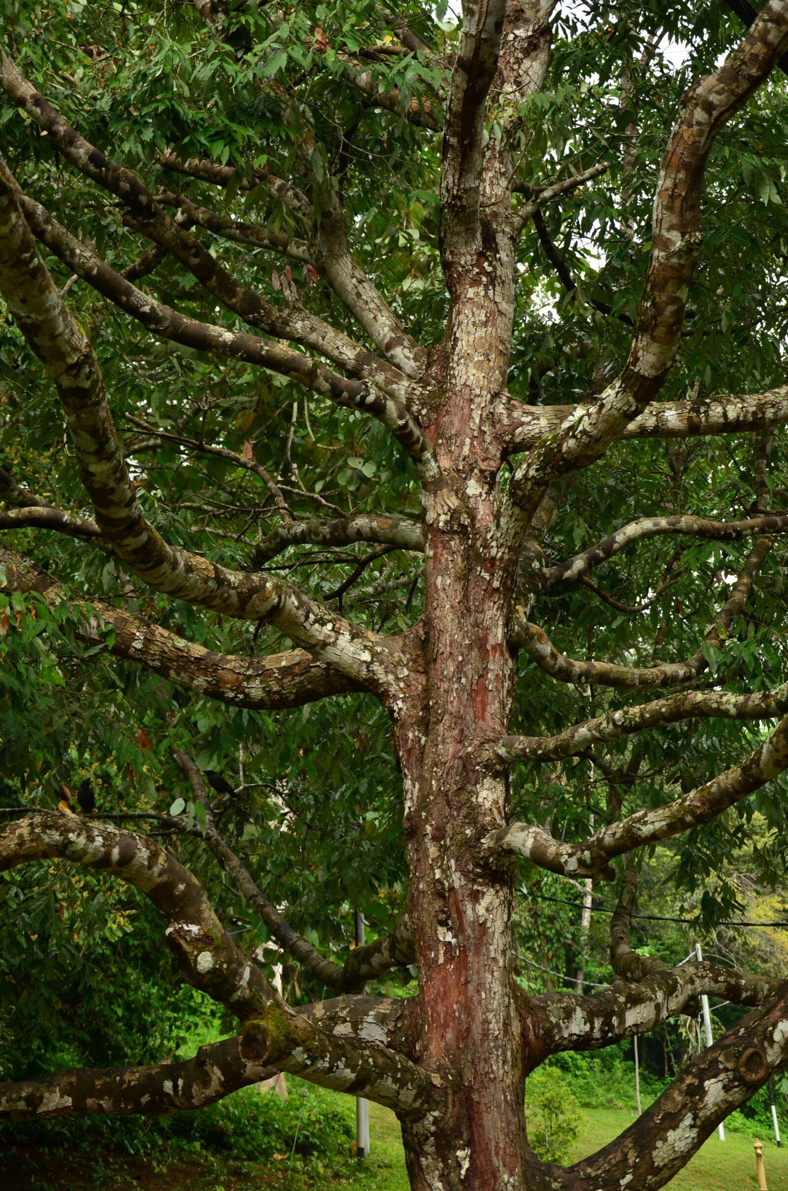 Nikon D7000 sample photo. Branches, tree, environment photography