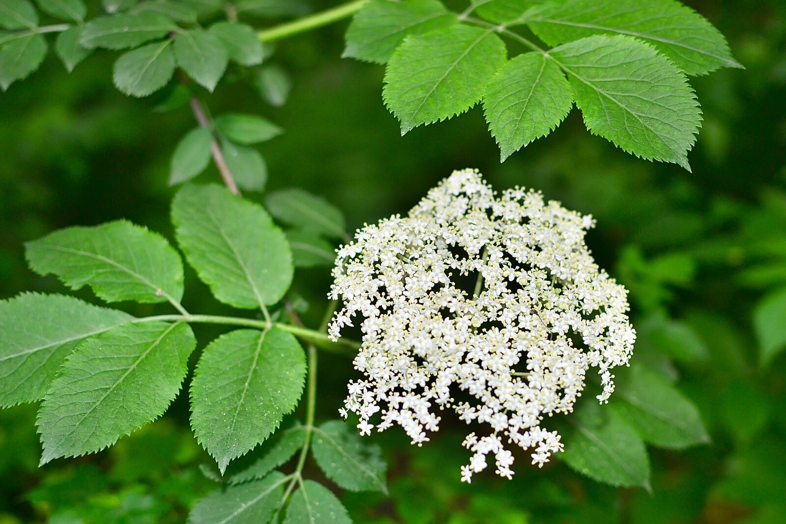 Nikon D3100 sample photo. Bloom, leaves, forest photography