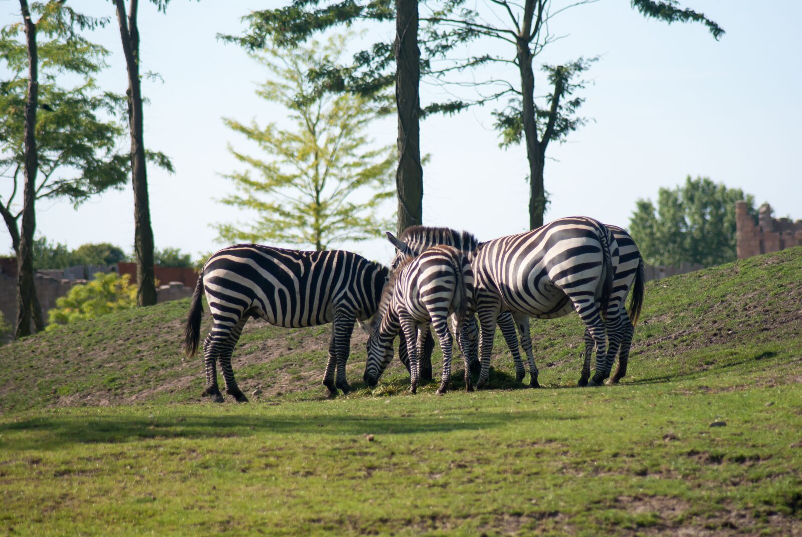 Nikon D3000 sample photo. Zebra, nature, animal photography
