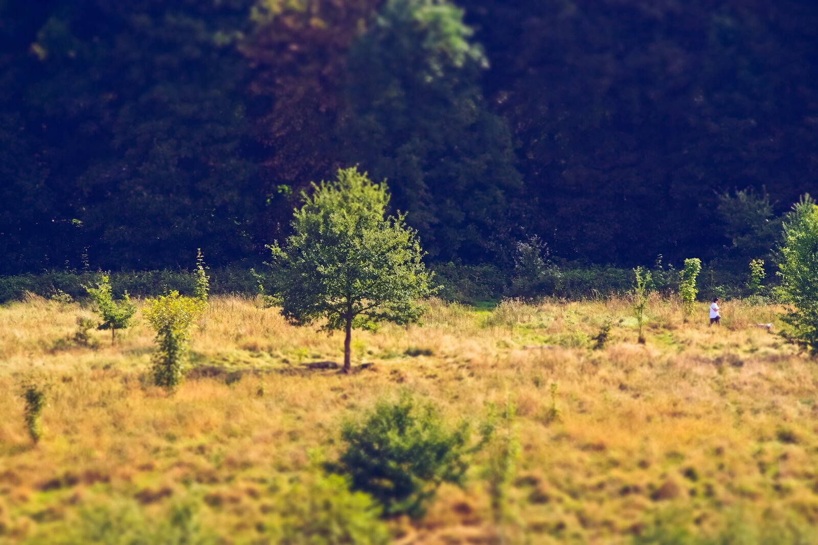 Olympus OM-D E-M10 sample photo. Tree, forest, nature photography