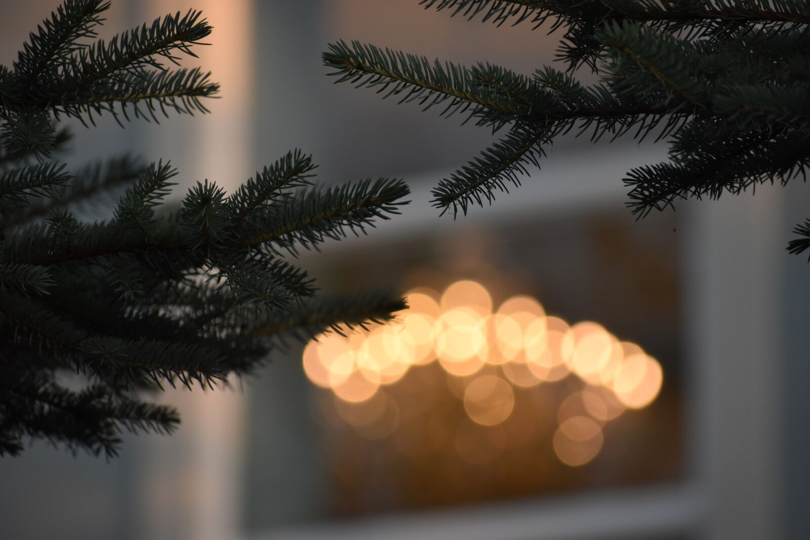 Nikon D3500 sample photo. Tree, lights, nature photography