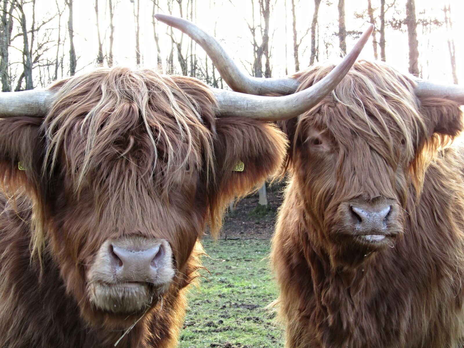 Canon PowerShot SX410 IS sample photo. Highland cow, coo, scotland photography